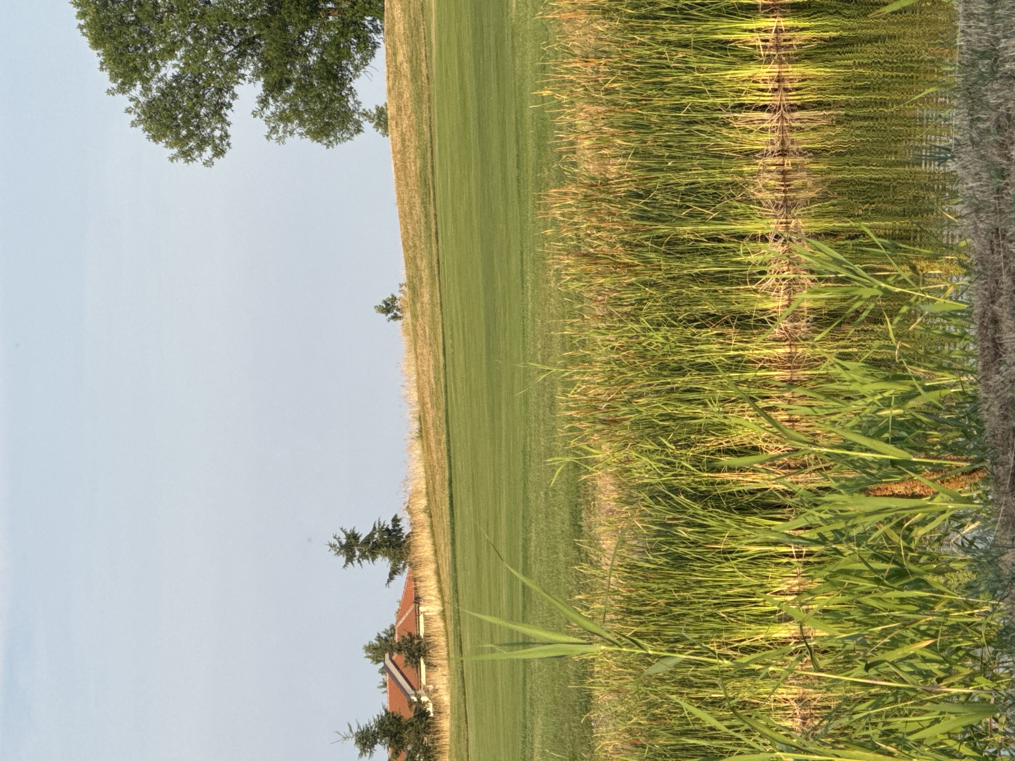 This is a vertical, eye-level, medium shot of a pond with tall reeds growing along its edge. The water is still and reflects the reeds and the sky above. In the background, there is a manicured green lawn that slopes upwards, and on the crest of the hill, a building with a red-tiled roof and several evergreen trees are visible. A large deciduous tree with a full green canopy stands to the right, its branches reaching into the pale blue sky. The overall scene suggests a tranquil outdoor setting, possibly a park or a golf course, and is situated in Balchik, Bulgaria.