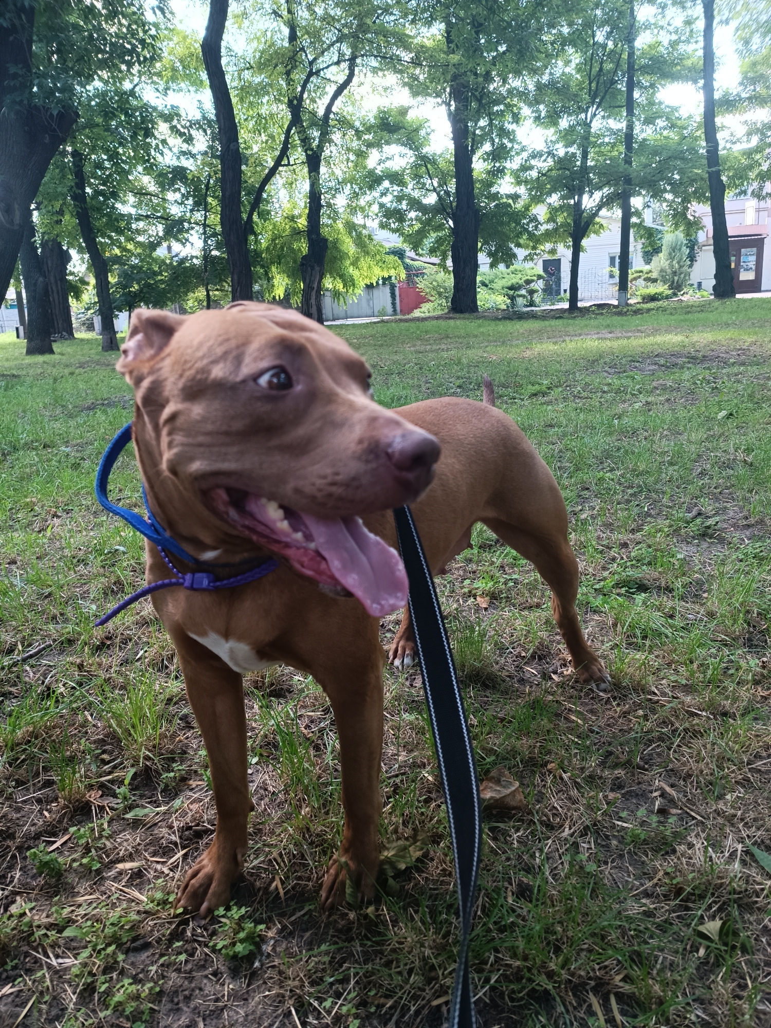 A medium-shot, eye-level, full-body photograph captures a brown pit bull dog standing on a grassy area with scattered leaves and dirt. The dog is wearing a blue collar with a purple leash attached. Its mouth is open, and its pink tongue is hanging out. The dog's tail is held high. In the background, numerous trees with green leaves create a dappled canopy. Behind the trees, a white building with a red-tiled roof is visible. The scene appears to be in a park or outdoor recreational area. The location is identified as Zaporizhzhia, Ukraine.