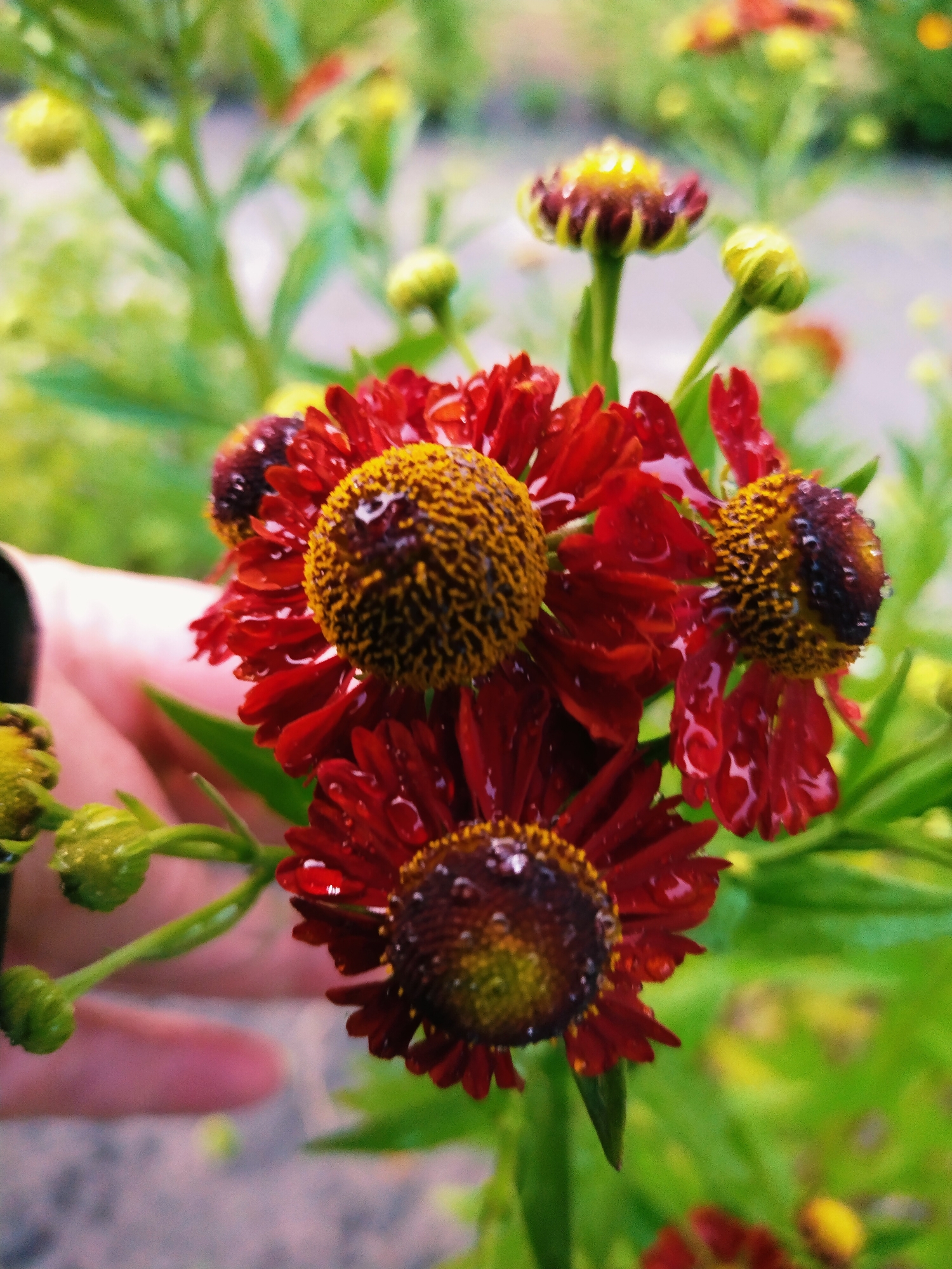 A close-up, shallow depth of field photograph shows a cluster of dark red flowers with bright yellow centers, some glistening with water droplets, in what appears to be a garden setting. A blurred hand is visible in the lower left, gently interacting with the plants. The background is a soft blur of green foliage and other out-of-focus flowers, suggesting a vibrant outdoor environment. The image's composition focuses on the textured petals and the water on the blooms, highlighting their natural beauty. This scene could be located in Horishni Plavni, Ukraine, in a private garden or public park.
