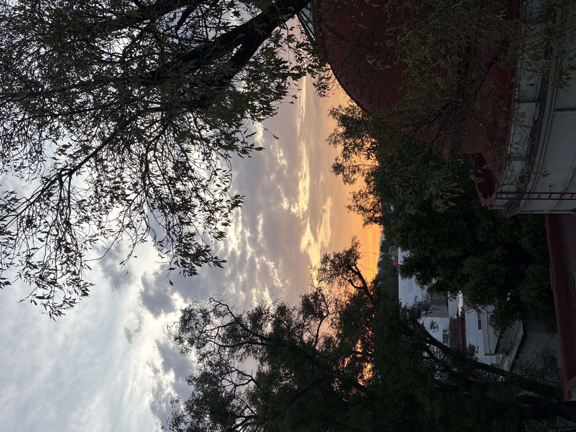 The image is a low-angle shot taken outdoors, likely in Mexico City, Mexico. The foreground is dominated by the silhouettes of tree branches and leaves, creating a frame around the central subject. The background reveals a cloudy sky, displaying hues of orange and gray, indicating either sunrise or sunset. The overall environment suggests a somewhat urban setting, with parts of buildings visible amidst the trees.
