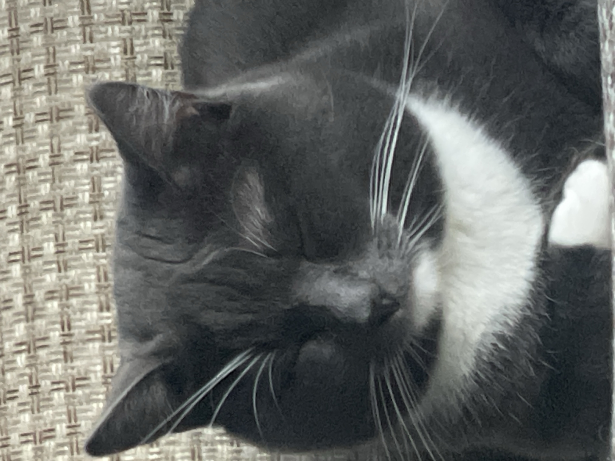 The image displays a close-up, slightly rotated view of a sleeping or resting cat. The cat is a tuxedo cat, characterized by its predominantly dark grey fur and a distinct white patch on its chest, which forms a crescent shape. Its eyes are closed, and it appears to be in a peaceful state. Prominent white whiskers extend from its snout. One ear is visible towards the top left of the frame. The background is a light brown or beige textured fabric, resembling upholstery or a woven blanket, indicating an indoor setting. The lighting is soft, creating a calm atmosphere. There is no visible text in the image. The location context for this media is Сырково, Russia.