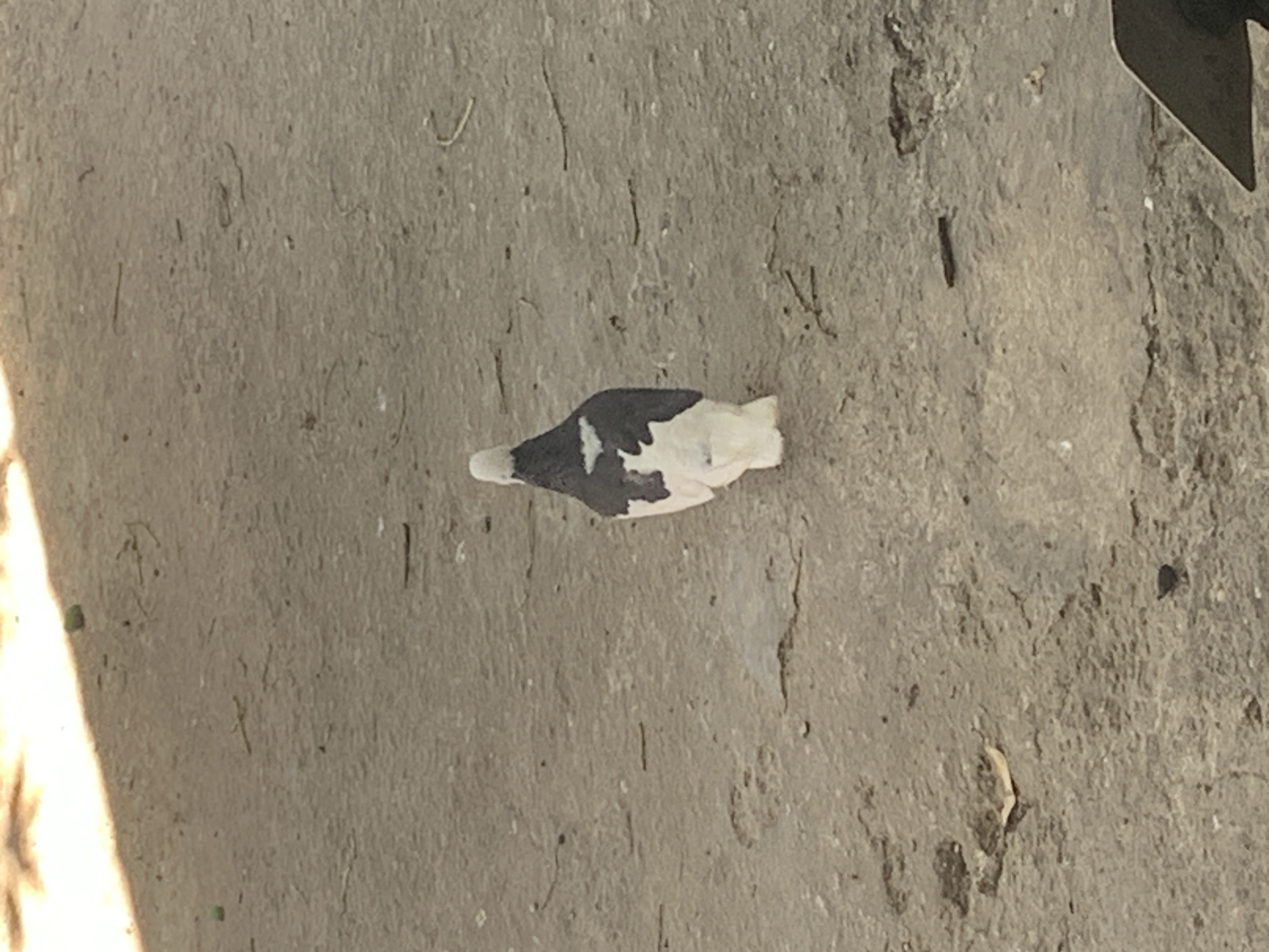 A pigeon with black and white plumage is standing on a grey concrete surface. The pigeon is facing away from the camera. The surface appears to be outdoors, possibly a street or courtyard, with some scattered debris and cracks visible. Sunlight casts a shadow from the top left corner of the image, creating a bright area on the ground. The background is out of focus and shows a similar concrete texture. There are no people visible in the image. The scene appears to be in a common urban or suburban environment. The location in the city of Bugih, Indonesia is not discernible from the visual information provided in the image.