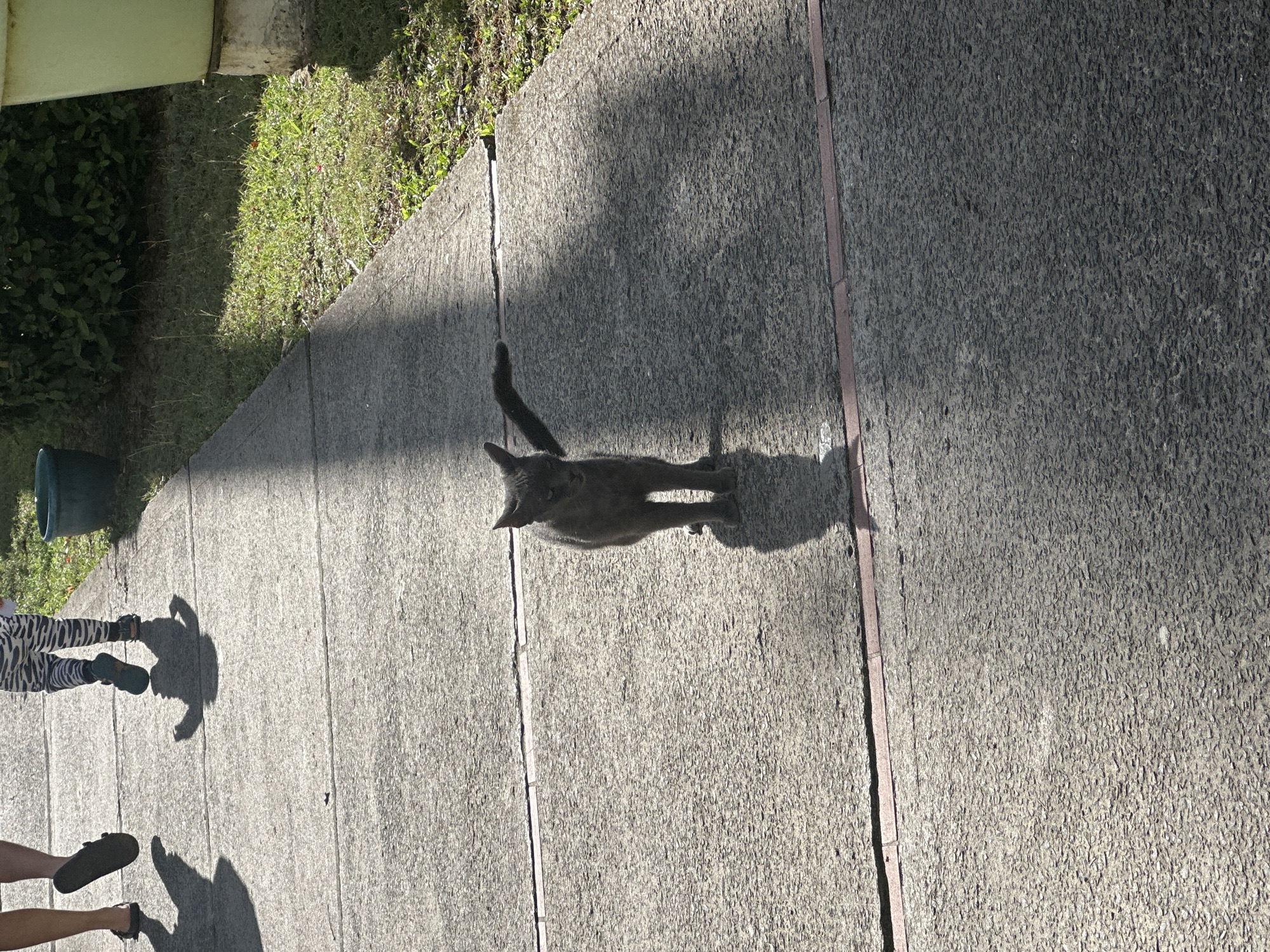 A gray cat stands on a paved surface, casting a distinct shadow. The surface appears to be a walkway or sidewalk, with clear divisions between sections. Partial shadows of two people are visible at the lower left of the frame, indicating their presence and proximity. The walkway is flanked by greenery to the left, including grass and bushes. A portion of a light-colored object is visible at the upper left corner. The location is speculated to be in Le Gosier, France.