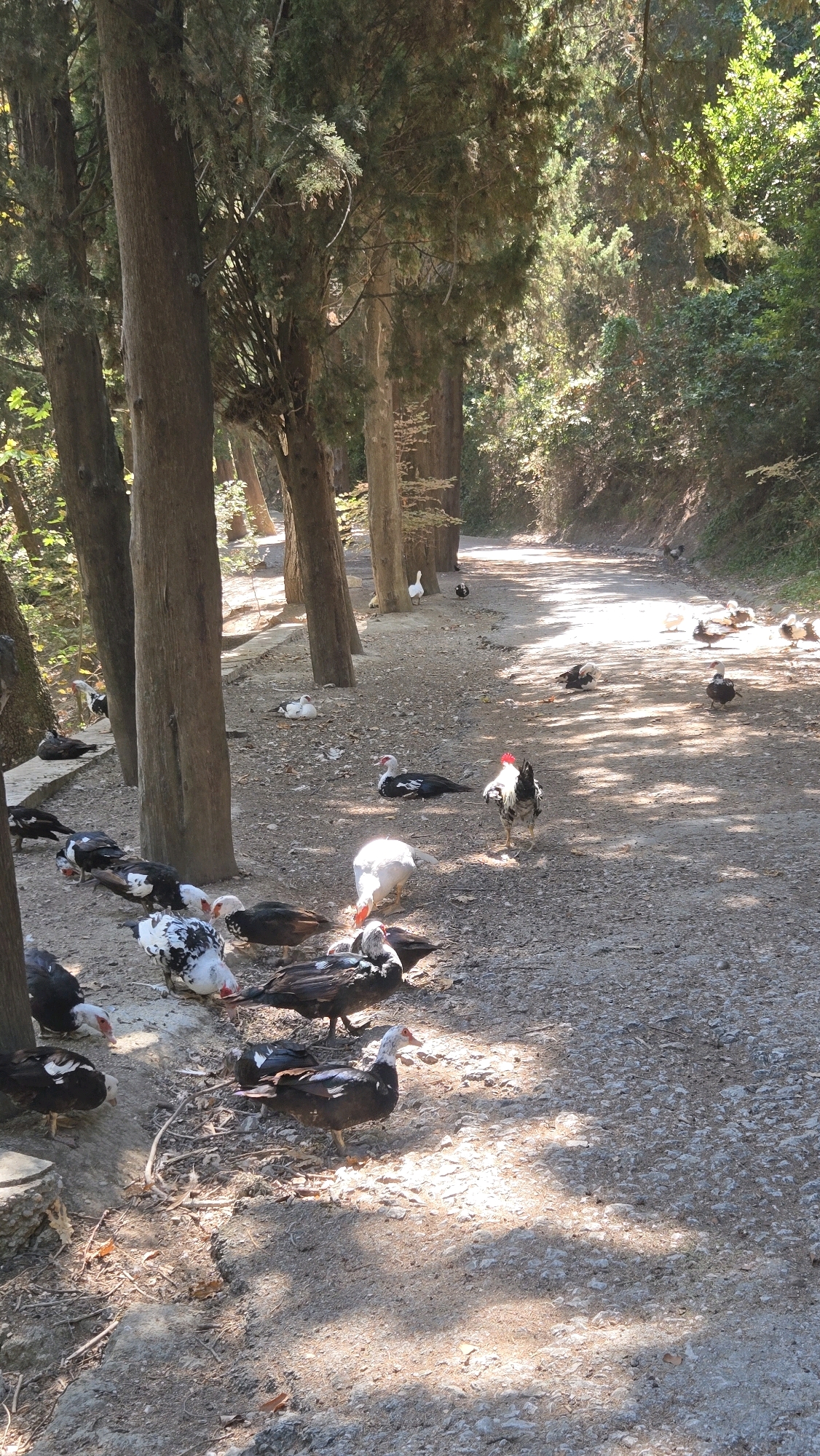 A flock of ducks and a rooster are gathered on a gravel path bordered by trees in the Municipal Unit of Rhodes, Greece. The trees cast dappled shadows across the path. Several ducks are in various stages of eating or resting, with some standing and others lying down. One white duck is in the center of the frame, pecking at the ground, while a rooster with black and white plumage stands nearby. In the background, a white goose is visible further down the path. The scene appears to be in a natural or semi-natural setting, possibly a park or a rural road.
