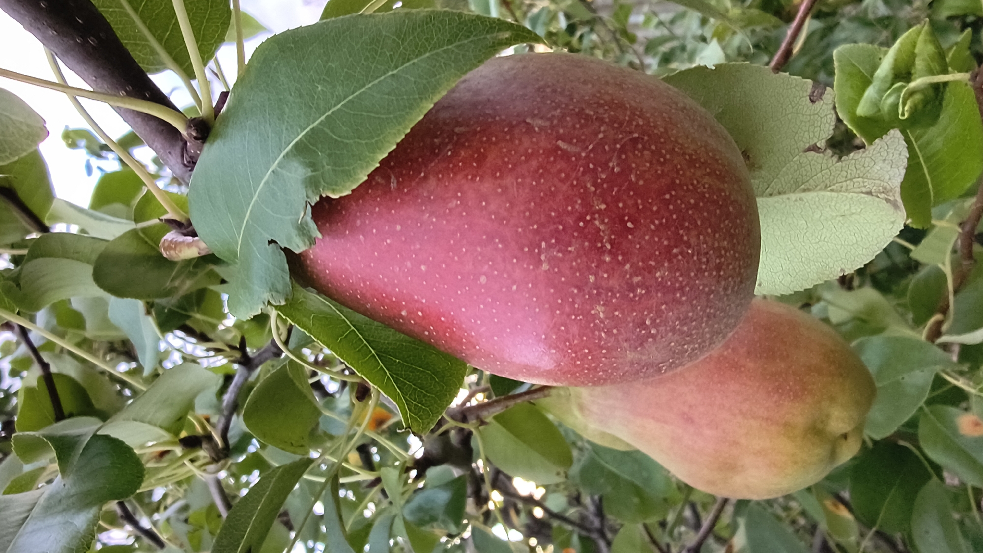 A close-up, eye-level shot features two ripe pears hanging from a tree branch amidst green leaves. The pear in the foreground is larger and a deep reddish-pink, dotted with small white specks. A few green leaves partially obscure it from view. To the left and slightly behind, a second pear is visible, showing a gradient of yellow and blush pink. The background is a blur of green foliage and dappled sunlight, suggesting an outdoor setting. The image appears to be taken in the city of Rozhnovskii, Russia.