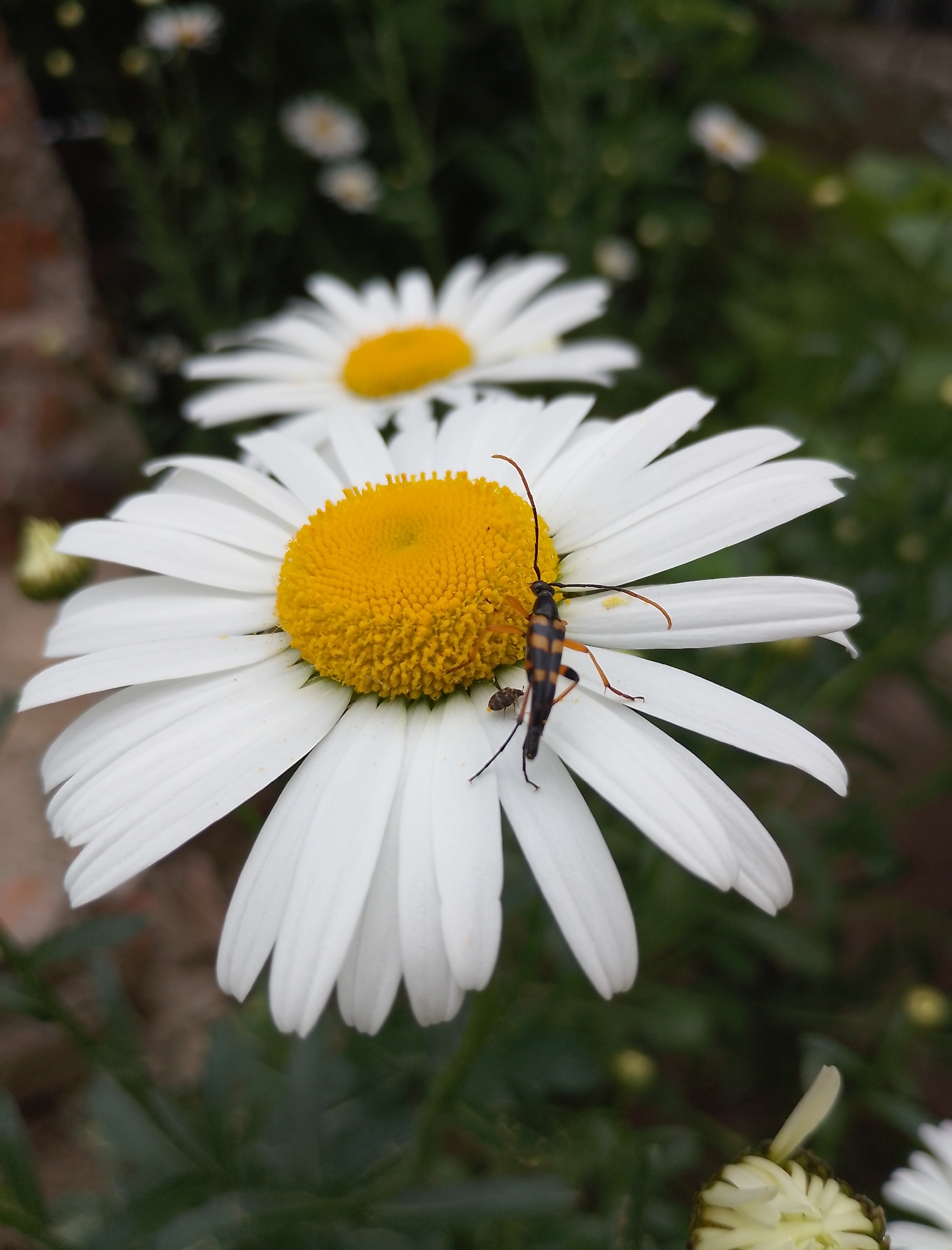 A close-up, eye-level shot of a daisy with an insect perched on its petals. The daisy is white with a bright yellow center, and its petals are fanned out. The insect is long and thin, with black and orange markings, and its antennae are extended. The daisy is in focus, while the background, which includes other daisies and green foliage, is blurred. The lighting is natural, suggesting an outdoor setting. The scene is located in Komsomolsk-on-Amur, Russia.