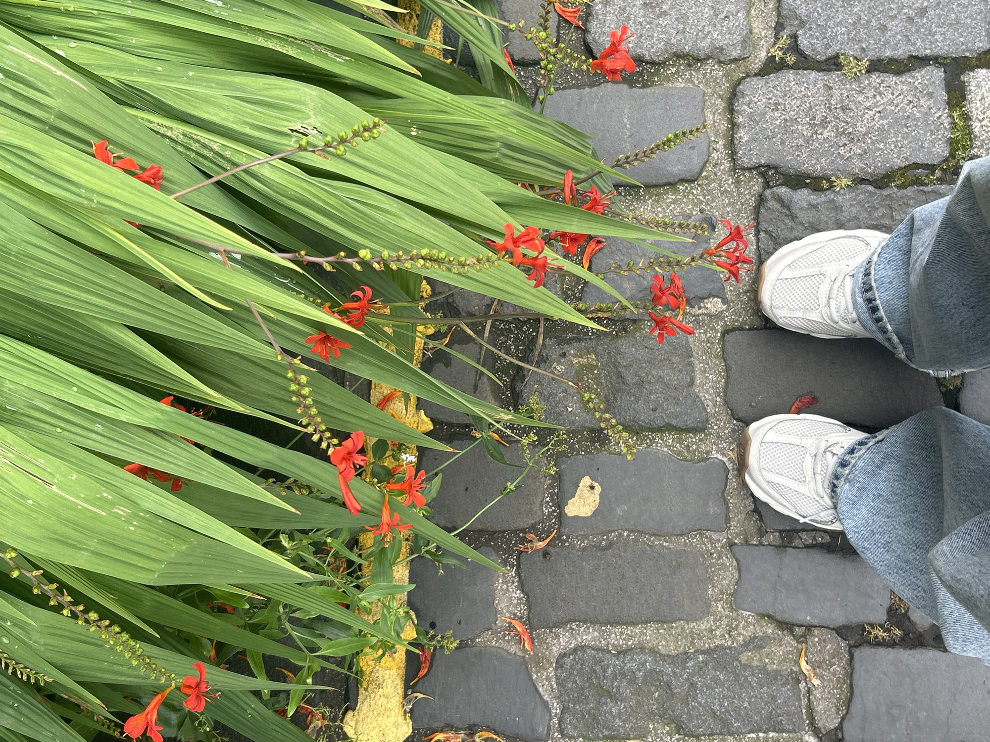 This is a top-down, medium shot of a person standing on a cobbled street in the City of Edinburgh, United Kingdom. The person is wearing light blue denim jeans and white athletic shoes. They are positioned centrally in the frame, with their feet slightly apart. The ground is paved with irregular, dark grey cobblestones, interspersed with lighter grey cement or grout.
To the left of the cobblestones, a vibrant yellow painted line runs along the edge of a planter area. This planter area is filled with tall, lush green sword-like leaves. Delicate stalks bearing small red flowers and green buds hang down from these leaves, some reaching towards the cobblestones. A few dried, red petals are scattered on the cobblestones. The overall scene suggests an outdoor urban environment, possibly a pathway or garden edge.
