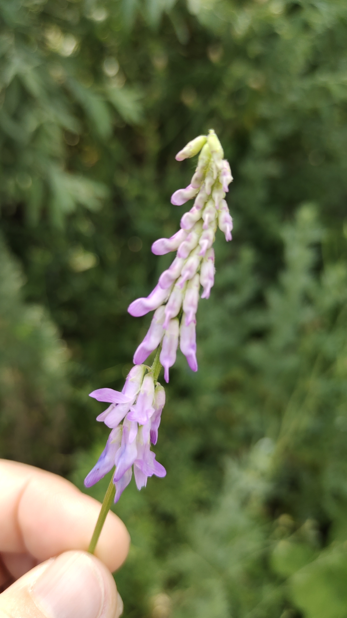 A close-up, vertical shot shows a delicate spike of small, pale purple flowers held by a person's thumb and forefinger in the foreground. The flower spike is an elongated cluster of pea-shaped blossoms, with the lower flowers more open and the buds at the top appearing more tightly closed and greenish. The stem is thin and green. The background is a blur of green foliage, suggesting an outdoor, natural setting. The lighting is soft, with some bokeh effect from out-of-focus highlights.