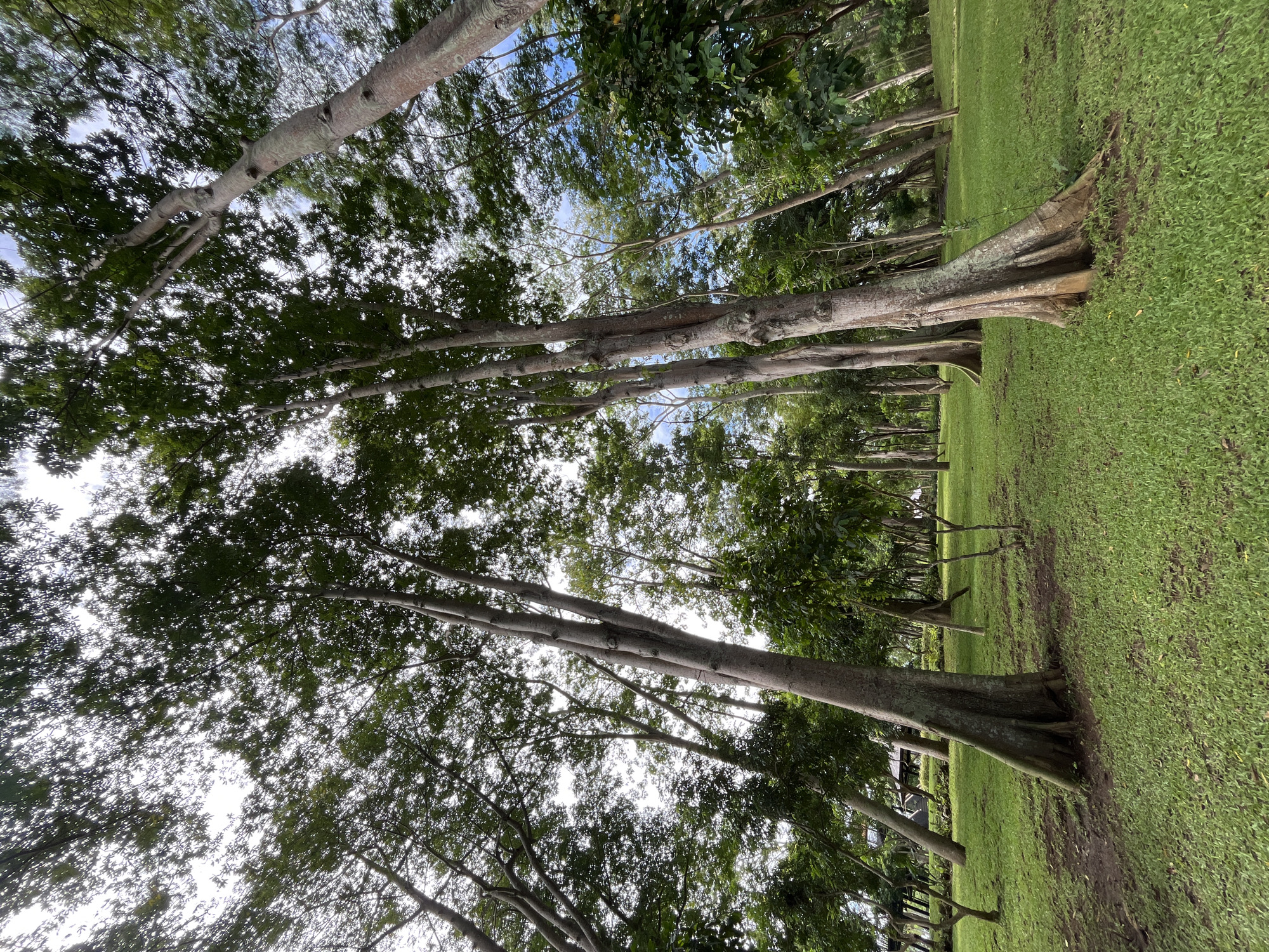 The scene depicts a grassy area in Kuta Selatan, Indonesia, possibly a park or open space. Several trees with light gray trunks and dense green foliage are present, creating a canopy effect. The camera angle is looking upward, emphasizing the height of the trees and the foliage overhead. The grass is uniformly green and well-maintained. There are no people visible in the image. The lighting suggests a bright, possibly overcast day.
