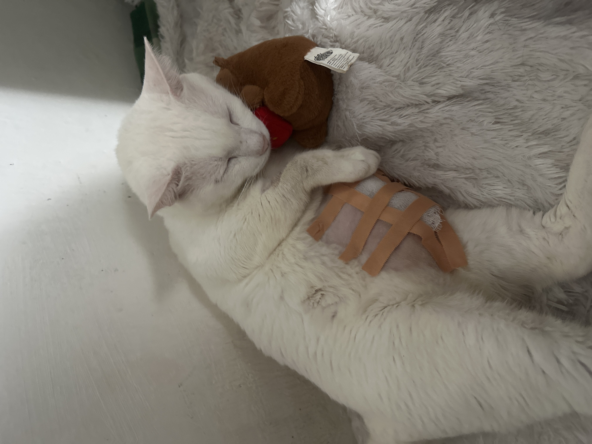 A white cat is lying on a white, fluffy blanket next to a brown stuffed animal. The cat has medical tape on its abdomen. The image was taken inside. There is no evidence to indicate this photo was taken in North Jakarta, Indonesia.