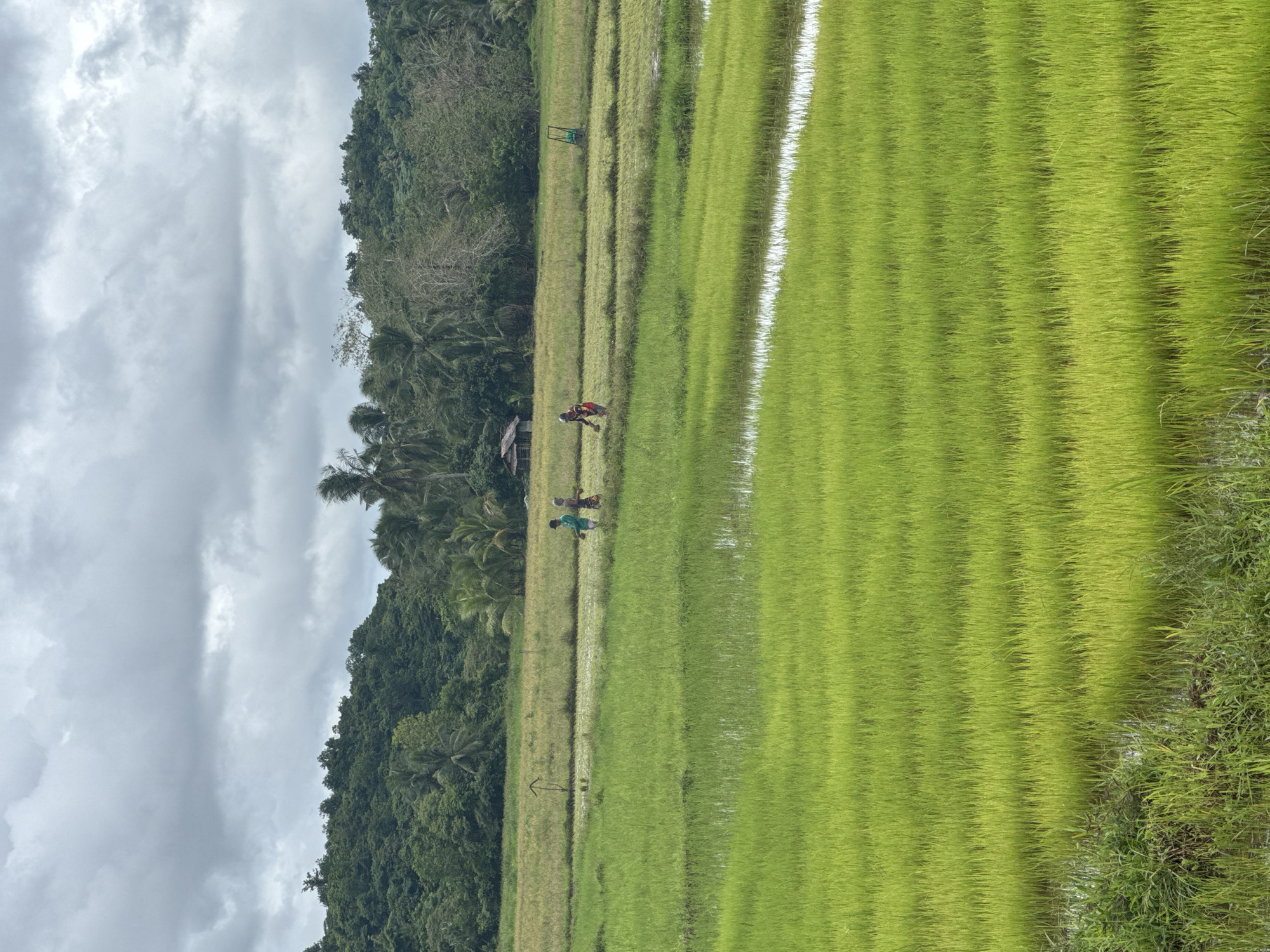 The image depicts a lush, green rice field in Del Carmen, Philippines under an overcast sky. The field is filled with rows of vibrant green rice plants. A line of trees and vegetation borders the field, with a dense forest visible in the background. Two people are walking along a path between the rice field and the forested area. A small, simple structure is partially visible amidst the trees. The overall scene conveys a rural and agricultural landscape.