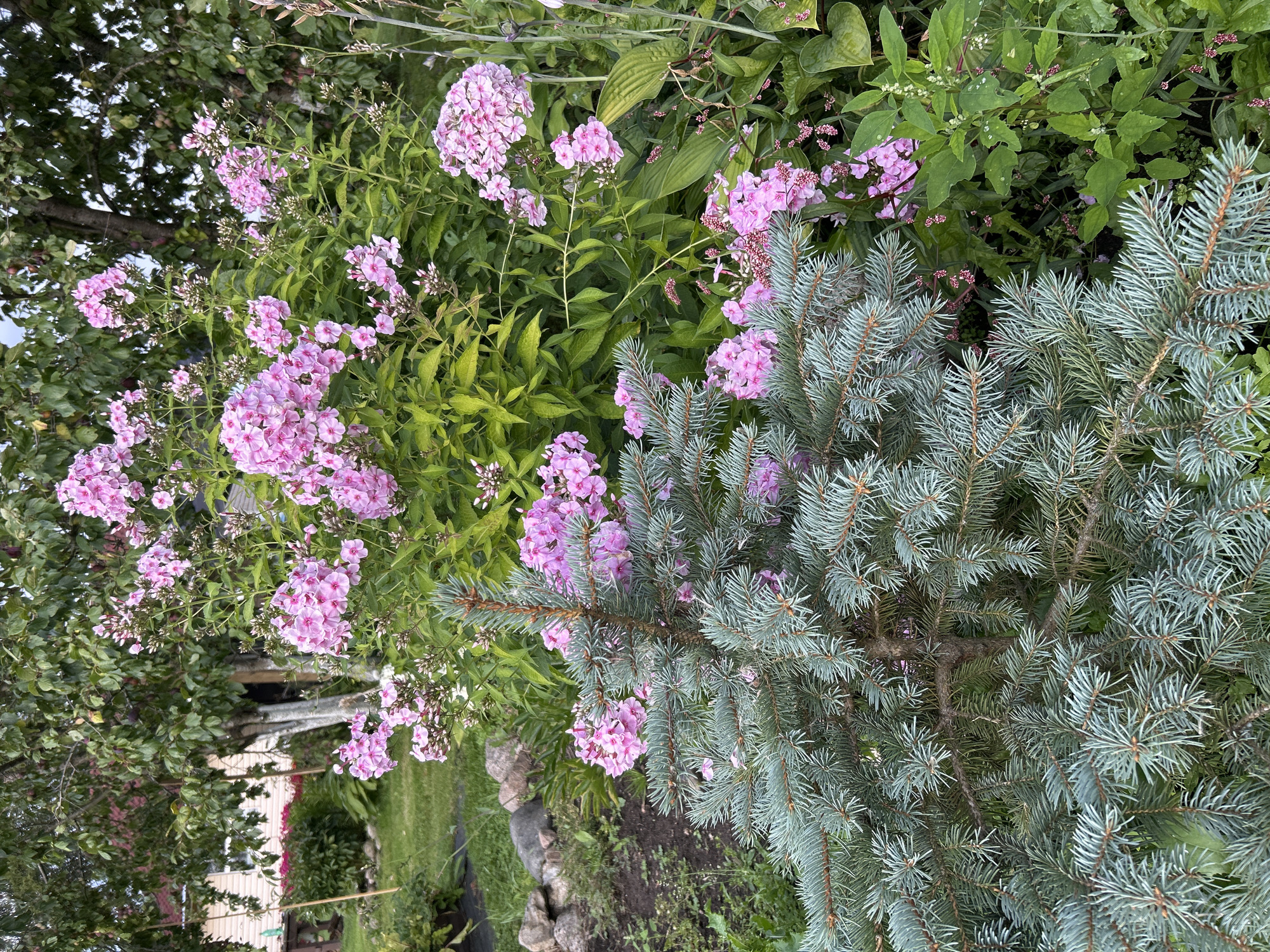 The image shows a close-up of a garden scene in Verkhnii Prikhon, Russia. In the foreground, a blue spruce tree's branches are prominently displayed, their needles a silvery-blue. Behind the spruce, a cluster of pink phlox flowers blooms vibrantly, their petals a soft pink. The background features lush green foliage and hints of a tree with dark leaves and some reddish fruit, possibly a plum tree, and the corner of a building with a light-colored wall and a red roof. The ground is covered in dark soil and some scattered rocks. The overall impression is of a peaceful, overgrown garden in a rural setting.