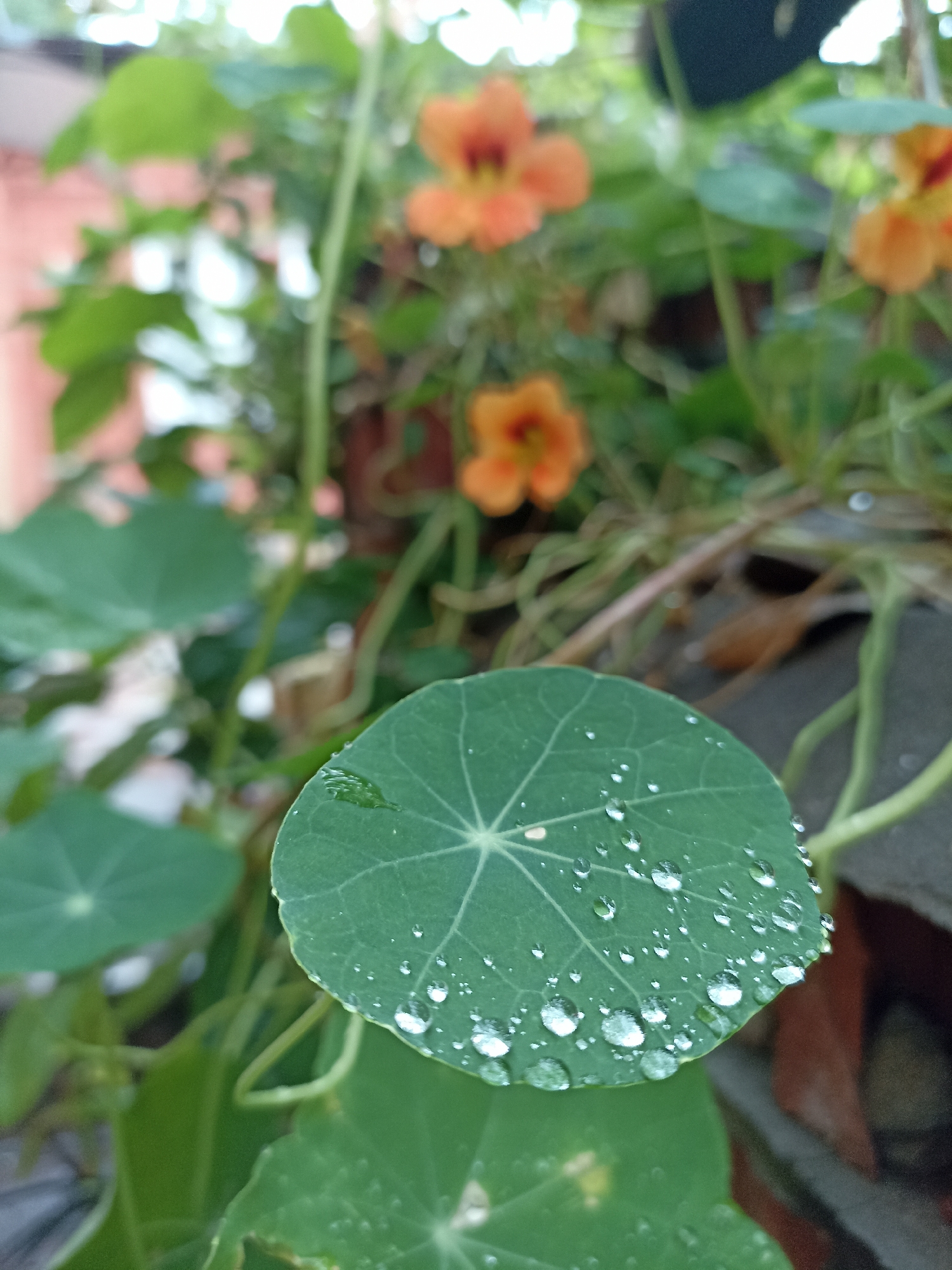 A close-up, low-angle shot focuses on a vibrant green, round nasturtium leaf covered in numerous glistening water droplets. The leaf is positioned in the foreground, slightly off-center to the right. Delicate veins radiate from the center of the leaf, and the water droplets magnify these patterns. In the blurred background, out-of-focus orange nasturtium flowers are visible, along with green foliage and hints of a terracotta pot. The image evokes a sense of freshness and the beauty of nature after rain. The location is within the city of Mochische, Russia.