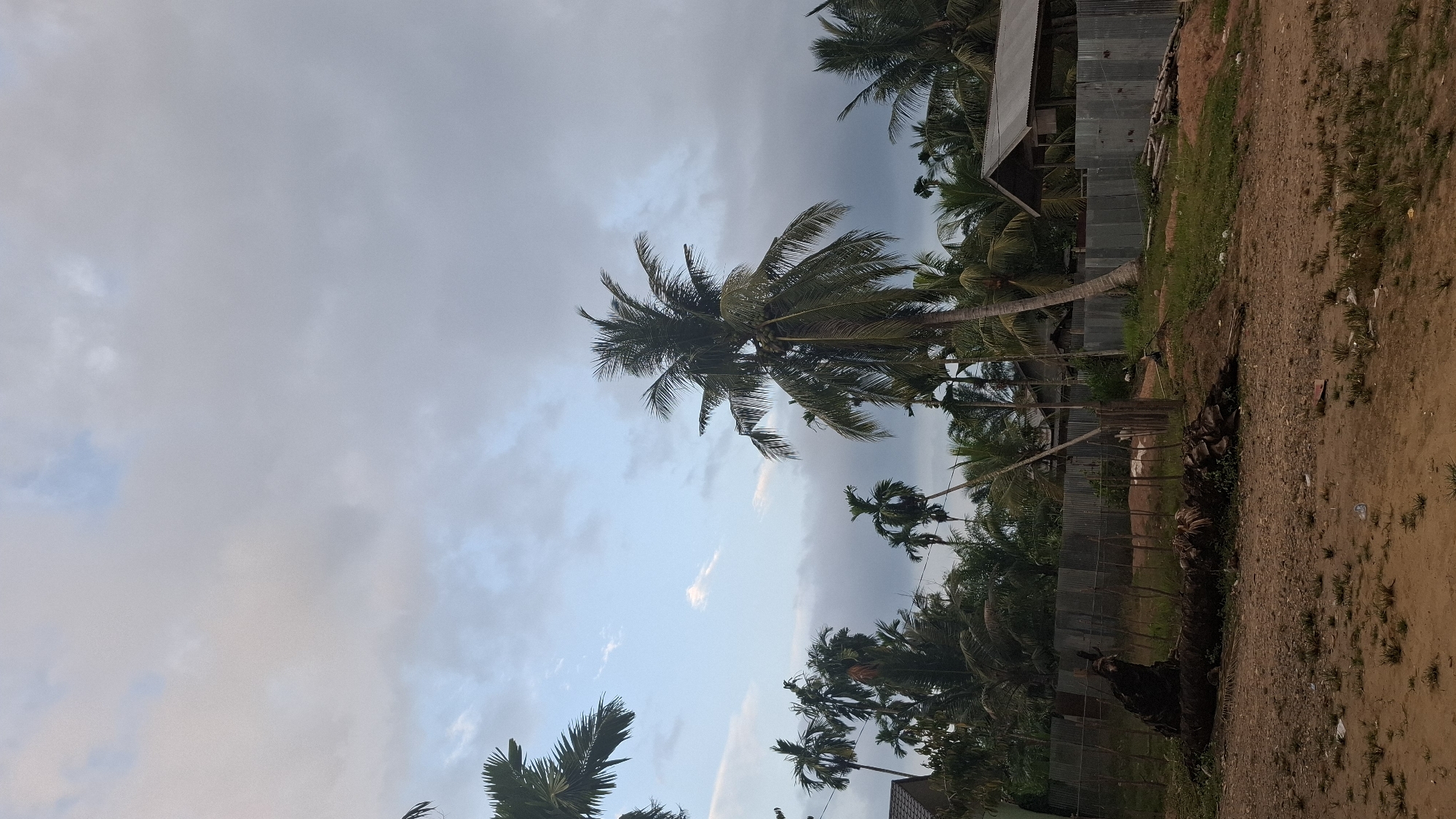 A landscape scene depicts the outskirts of Grong-grong, Indonesia, under a cloudy sky. The foreground consists of a dirt path with sparse grass and some scattered debris, including a fallen, large palm tree trunk lying horizontally on the ground to the left. Behind the path, a galvanized metal fence runs across the middle ground, separating it from a grassy area with more debris, including cut wood. Several houses with metal roofs are visible behind the fence, nestled amongst numerous palm trees of varying heights. The most prominent tree is a tall coconut palm tree positioned slightly right of the center, its fronds reaching towards the sky. The sky itself is a mix of light blue with patches of white and grey clouds, suggesting an overcast or pre-storm atmosphere. The overall impression is one of a rural, tropical setting.