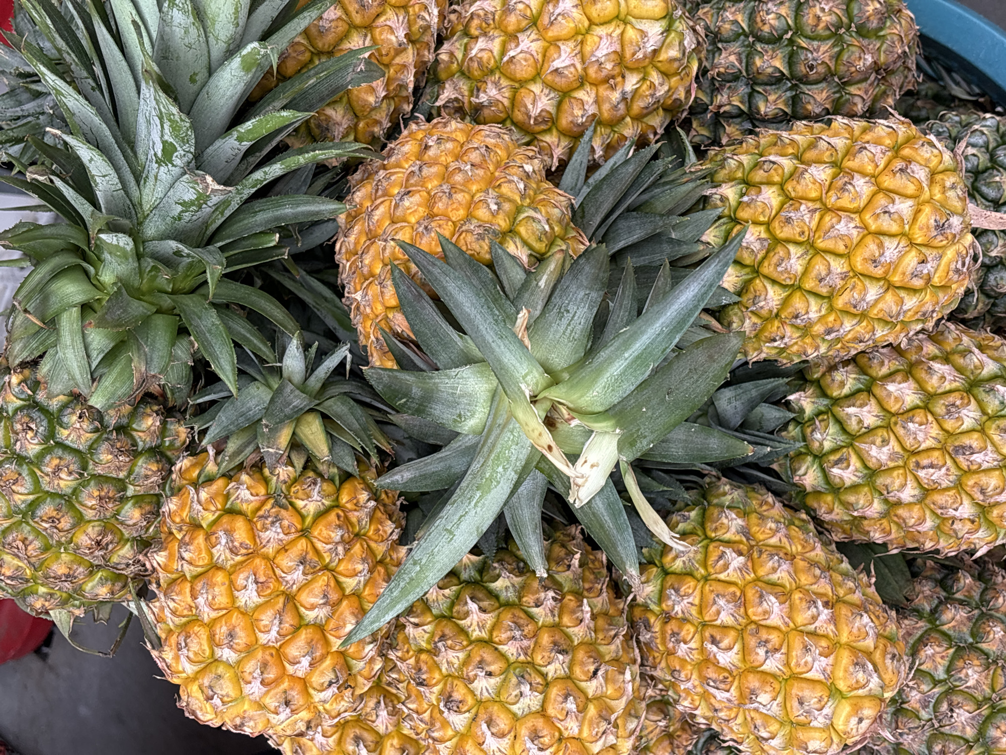 A top-down, close-up shot displays a pile of ripe pineapples. The pineapples are a mix of golden yellow and green, with their spiky crowns of leaves visible. The textured, hexagonal skin of each fruit is distinct. The image appears to be taken outdoors, possibly at a market or fruit stand, given the natural lighting and the rough texture of the surfaces, suggesting it could be in the city of Jiyang District, China. No people are visible in the frame. The scene is static, focusing solely on the arrangement of the fruit.