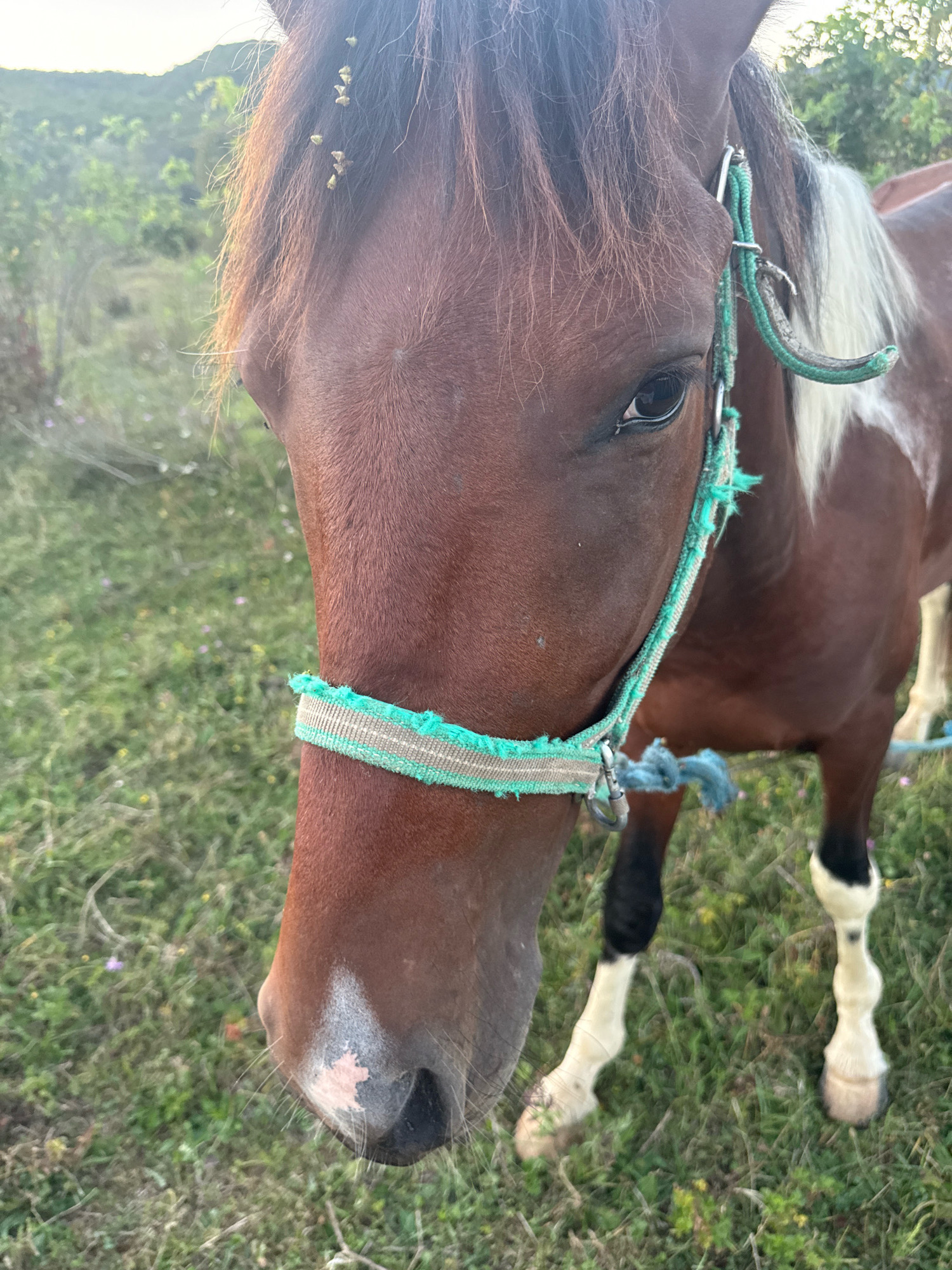 The image shows a close-up of a brown horse with a white blaze on its forehead and a white patch on its hindquarters. The horse is wearing a green and white halter. It is standing in a grassy field, with hills and vegetation in the background. Several small insects are visible on the horse's forehead. The lighting suggests it is either early morning or late afternoon. The location is identified as Tenginka, Russia.