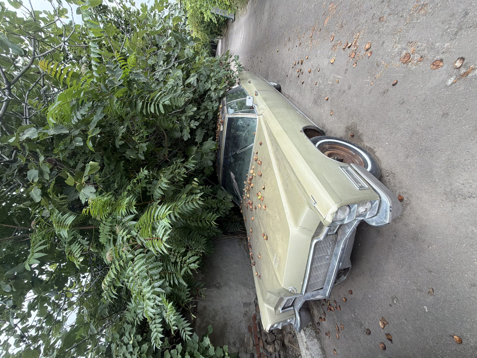 An abandoned, light olive green Cadillac sedan is parked on a paved surface that appears to be a narrow street or alleyway. The car is partially obscured by dense green foliage from a large tree whose branches overhang the vehicle. The car's hood is covered in fallen nuts or seed pods. The scene is outdoors, with a gray concrete wall to the left of the car and the alleyway continuing into the background, bordered by trees and vegetation. A ladder is visible in the distance on the right side of the alley. The overall impression is one of neglect and the passage of time, with nature reclaiming the man-made object. The location is identified as Tbilisi, Georgia.
