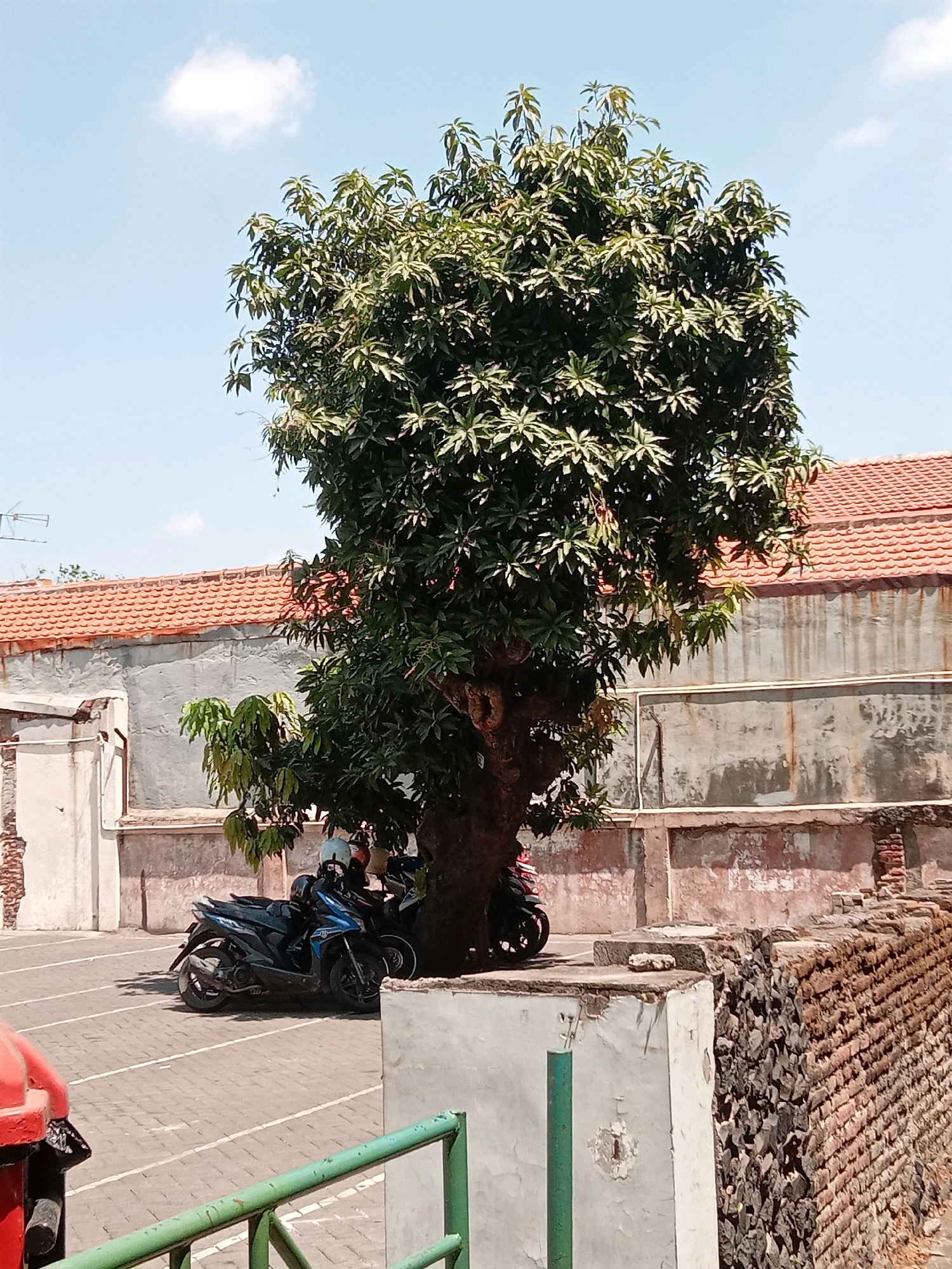 A large, mature mango tree stands prominently in the foreground of the image, its dense green foliage casting shadows on the ground. Several motorcycles are parked near the base of the tree, with two clearly visible in the lower left and center of the frame. The motorcycles are dark-colored, with one appearing to be blue and black. A person wearing a helmet is seated on one of the motorcycles. Behind the tree and motorcycles, a weathered building with a red tiled roof is visible. The building's walls are textured and show signs of age, with some areas appearing to be rough concrete and others with peeling paint or plaster. A section of a stone wall is present to the right of the building. The ground in front of the building and tree is paved with interlocking bricks. The sky above is a pale blue with a few scattered white clouds. The scene appears to be an outdoor urban environment, possibly a courtyard or parking area. This scene is consistent with many open spaces in neighborhoods and parking areas around commercial or residential buildings in Surabaya, Indonesia, where mango trees are common and motorcycles are a primary mode of transportation.