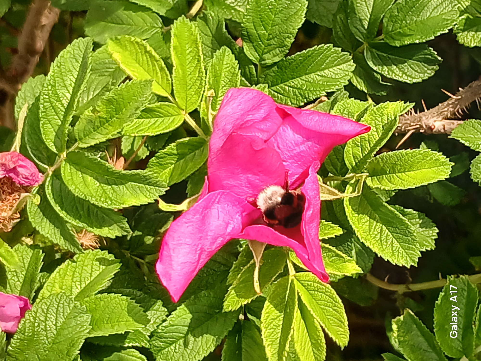 This close-up outdoor photograph features a vibrant pink flower, likely a wild rose, with a bumblebee nestled inside its petals. The flower is the central subject, displaying five large, crinkled petals in a rich fuchsia hue. A fluffy bumblebee, primarily black with a distinct band of yellowish-orange fur on its body, is positioned deep within the flower's center, appearing to collect nectar or pollen.
The background is dominated by lush green leaves with serrated edges and prominent veins, indicating healthy foliage. Bright sunlight illuminates the scene, creating strong highlights on the leaves and petals and suggesting a clear, sunny day. A thorny branch or stem is visible in the upper right portion of the image, providing an additional identifying characteristic of the plant. A partially formed pink flower or bud is also visible in the upper left, with another faint hint of pink in the bottom left.
The image captures a moment of natural activity and vivid color. The visible text "Galaxy A17" is watermarked in white in the bottom right corner, indicating the camera or device used. The setting is an outdoor environment, with the specific location context being Yekaterinburg, Russia.