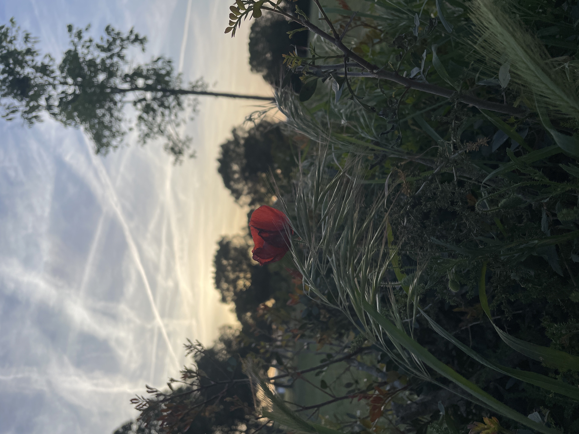 The image displays a serene natural landscape, likely captured during either sunrise or sunset in Olèrdola, Spain. The upper portion of the frame is dominated by a clear sky, transitioning from a soft blue on the left to warm yellow and orange tones on the right, indicative of golden hour lighting. Numerous white aircraft contrails crisscross the sky, forming intricate patterns.
In the foreground, a vibrant red poppy flower stands out on the right side, partially obscured by a dense growth of tall, slender green grasses and other dark green foliage. These plants create a rich texture, with some sharp details and others softly blurred, suggesting a wild, untamed garden or field edge.
Silhouetted against the bright sky, several trees are visible in the midground and background. A distinct, tall tree trunk with sparse branches is prominent on the far left, while other rounded, darker tree shapes are scattered across the scene, hinting at a wooded area beyond the foreground vegetation. The overall mood is peaceful and natural, with no visible human activity or text.