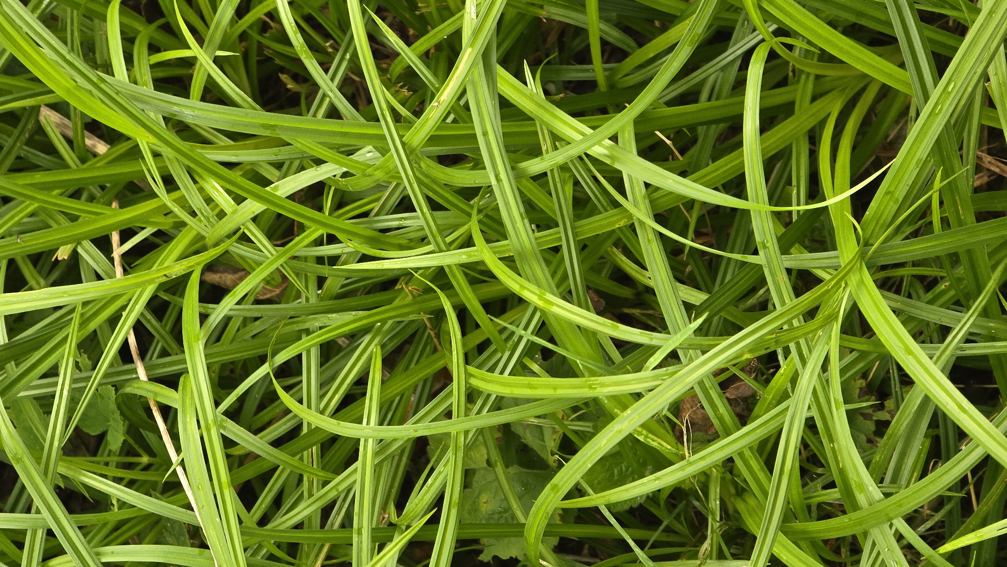 The image is a close-up, overhead view of vibrant green grass. The blades of grass are long, thin, and slightly curved, with some appearing to have a lighter green stripe running down the center. The grass is densely packed and crisscrossed, creating a textured and somewhat chaotic pattern. The lighting suggests it is daytime, and the grass appears to be slightly wet, possibly from rain or dew, with a few small water droplets visible on some blades. The background is dark and out of focus, hinting at soil or other vegetation beneath the grass. There are no people, animals, or man-made objects visible in the image. The scene is consistent with a natural outdoor environment, such as a park or a garden. There is no specific information within the image that would allow for the identification of its location in Podolsk, Russia.