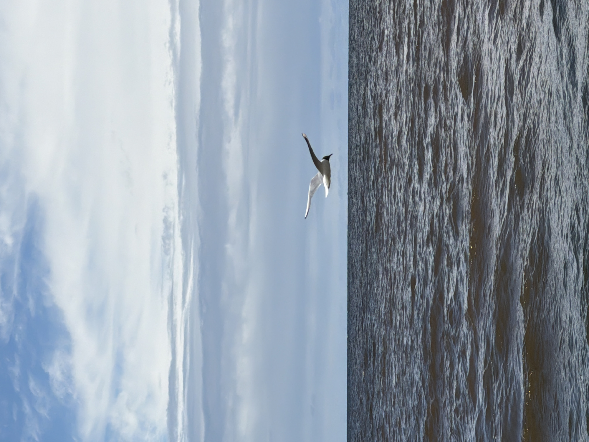 A lone seagull is captured in mid-flight above a dark, rippling body of water. The bird is predominantly white with black markings on its wings and head. It is positioned slightly to the right of the frame, with its wings outstretched as if gliding. The water occupies the lower half of the image and appears calm with small waves. The horizon line is clearly defined, separating the water from the sky. The sky above is a mix of pale blue and white clouds, with layers of wispy and more solid formations creating a sense of depth. The overall atmosphere is serene and natural, suggesting an outdoor environment, likely a coastal area. The location is identified as Bātciems, Latvia.