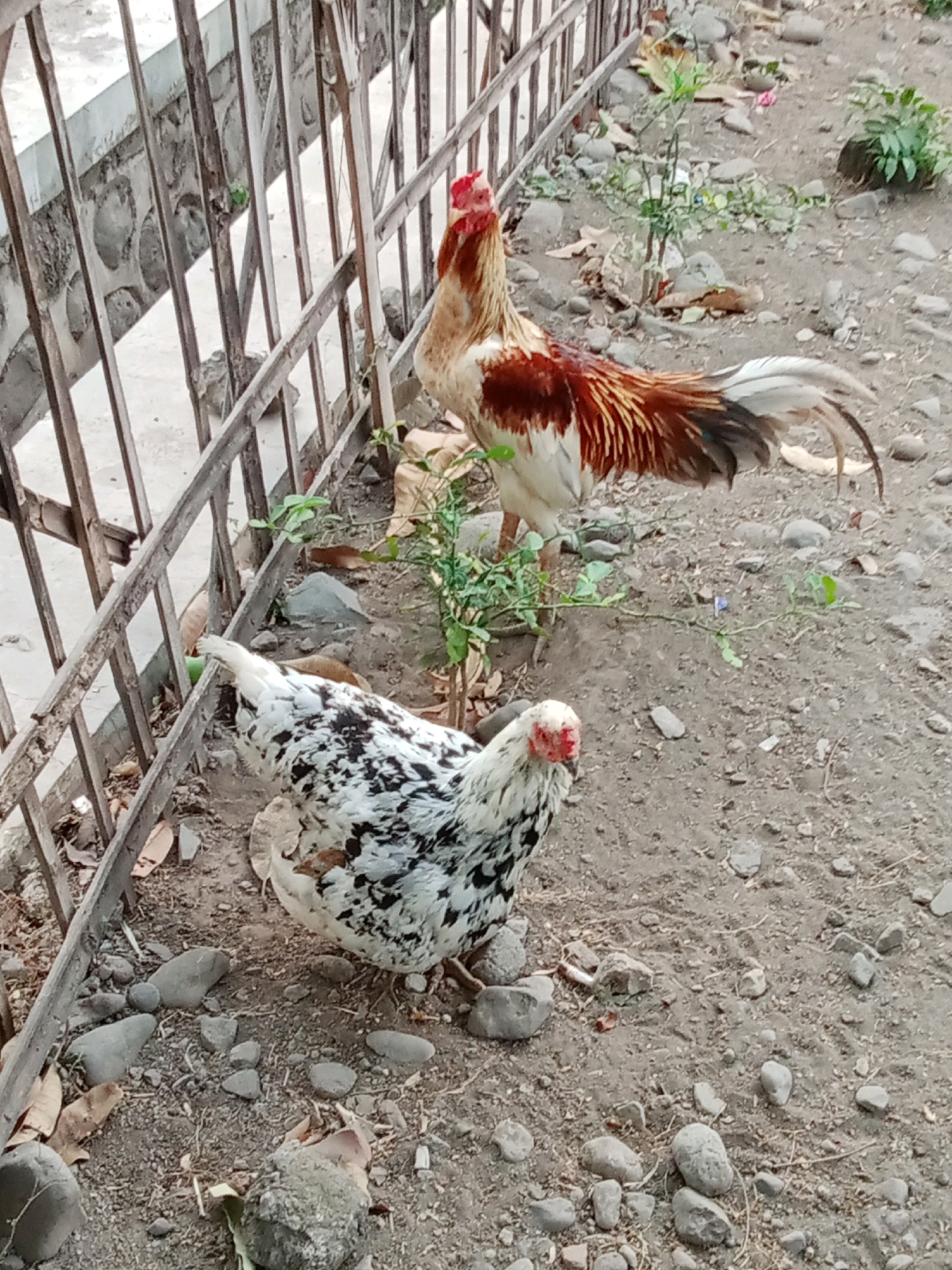 Two chickens are present in this outdoor scene, which appears to be an unpaved yard or area adjacent to a dwelling, possibly located in Trebungan, Indonesia. A metal fence with vertical bars runs along the left side of the frame, behind which a concrete structure is visible. The ground is a mixture of dirt and small stones, with scattered dry leaves and a few small green plants.
In the foreground and slightly to the left, a speckled white and black chicken with a red comb and wattle is standing. Its head is turned to its right, and it appears to be looking down at the ground.
In the background, standing to the right of the fence and behind the speckled chicken, is a rooster. It has predominantly white plumage with patches of reddish-brown on its back and wings, and a long, flowing tail with iridescent dark feathers. Its head is turned to its left, and it is facing the speckled chicken. The rooster has a prominent red comb and wattles.
The lighting suggests it is daytime, with no specific shadows indicating a particular time of day. The overall environment is simple and rural.
