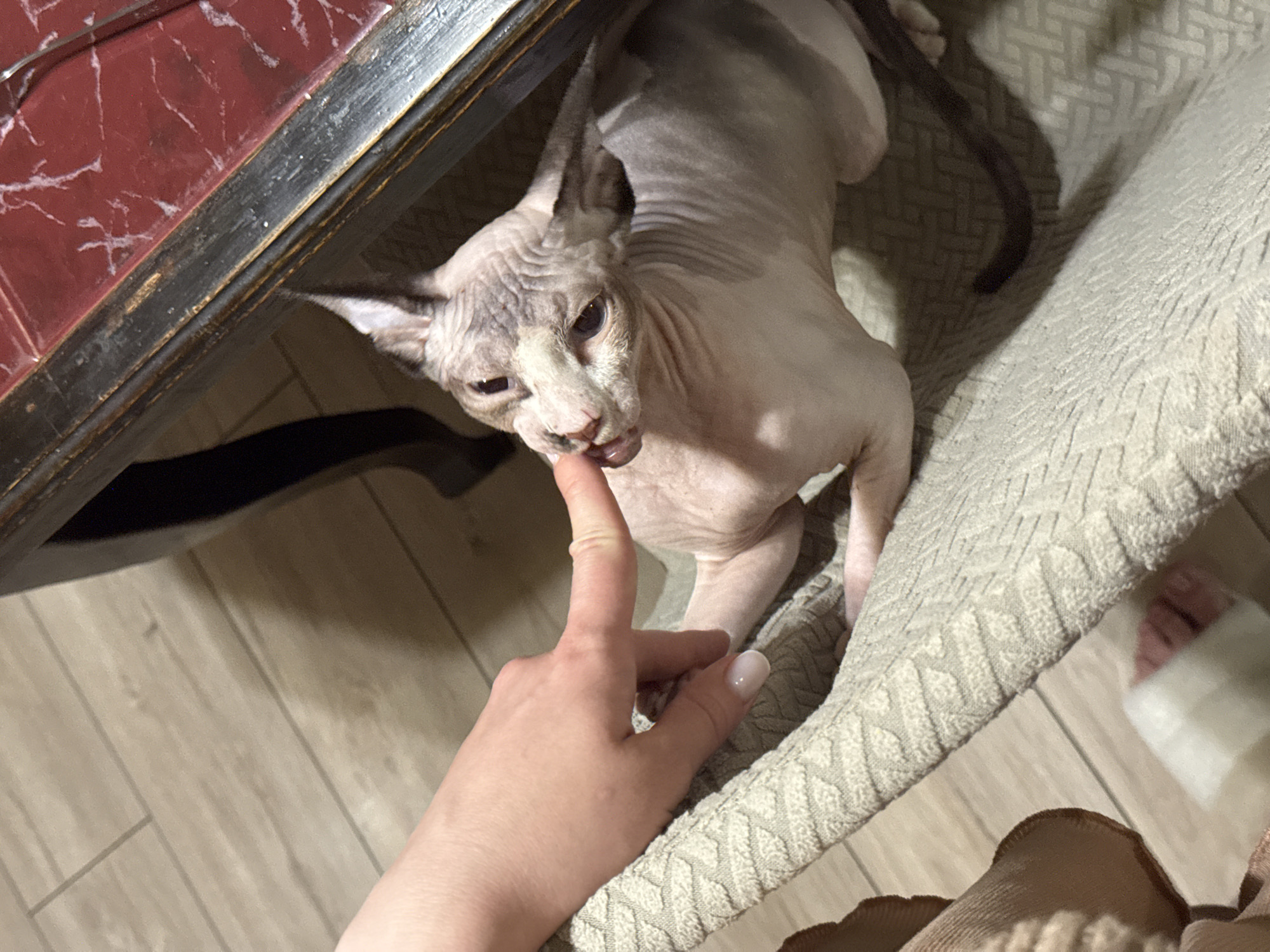 In an indoor setting, an unidentified person's hand gently touches the mouth of a hairless cat. The cat, a Sphynx breed, is positioned on a textured, light-colored fabric surface. Behind the cat, a dark, ornate wooden table with a red marble top is partially visible. The floor beneath the fabric surface appears to be wood-look laminate flooring. The scene is captured from a high angle, looking down at the interaction.