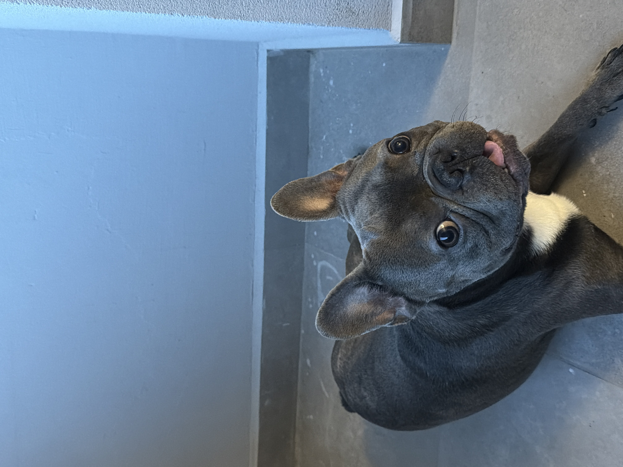 A grey French bulldog is lying on a grey tiled floor in front of a light blue wall. The dog has large, expressive eyes and a small pink tongue sticking out of its mouth. There is a patch of white fur on its chest. The environment appears to be indoors, possibly a hallway or a room with minimal furnishings. The lighting is natural, casting subtle shadows. The scene is devoid of any specific landmarks that would place it in the city of Ruse, Bulgaria.