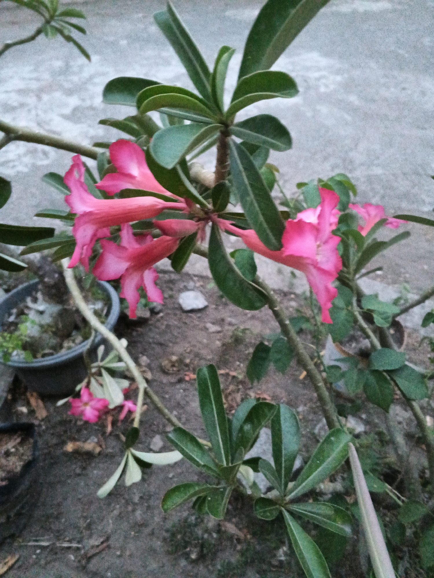 This is a close-up, eye-level, vertical shot of several bright pink Adenium flowers in bloom, with their characteristic trumpet shapes. The flowers are clustered on the branches of a shrub, which has thick, succulent stems and glossy, dark green leaves. Some of the flowers are fully open, while others are still buds. The background is a textured, light grey concrete surface, likely a wall or pathway, with patches of dark soil and dry leaves on the ground below. In the lower left of the frame, a dark grey plastic pot containing a plant is visible, partially obscured by the shrub's branches. The lighting suggests it may be late afternoon or early morning, with a diffused, soft light. The scene is outdoors, and given the typical growing conditions for Adenium flowers, this likely depicts a garden or a planter in a residential or public area within Wates, Indonesia, a region known for its tropical climate.