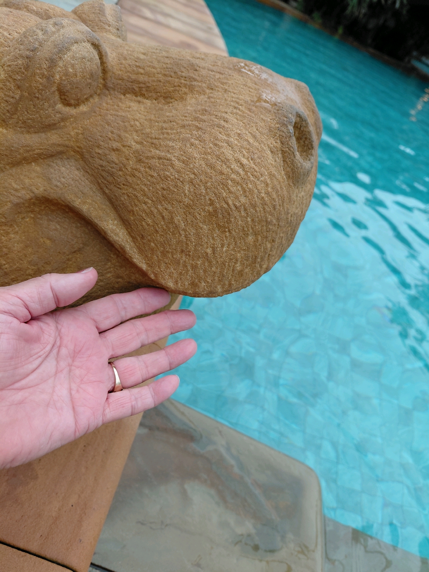 A close-up shot shows a person's left hand, adorned with a thin gold ring on their ring finger, resting on the rough, sandy-colored surface of a stone sculpture. The sculpture appears to be an animal's head, possibly a horse, with carved ears and eye sockets. To the right of the sculpture, a bright blue swimming pool is visible, its surface rippling with light reflections. The foreground is dominated by the sculpture and the hand, while the background features the pool and some out-of-focus greenery. The image captures a moment of interaction between human and art, set against a tranquil aquatic backdrop. The location is implied to be a resort or a place with a swimming pool in Ban Khuan, Thailand, suggested by the context provided.