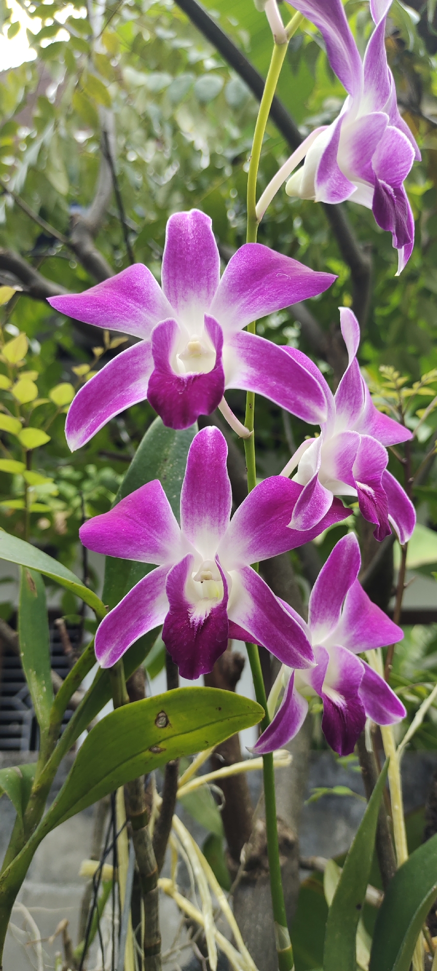 A close-up, vertical, eye-level shot showcases a cluster of vibrant purple and white orchids blooming on a stem. The orchids are the central focus, with their delicate petals and intricate centers clearly visible. Some of the flowers are in full bloom, while others appear to be budding or partially open. Lush green leaves and stems form the background, interspersed with darker tree branches. The lighting suggests an outdoor setting, possibly a garden or a natural environment. The image was taken in Lhokseumawe, Indonesia.