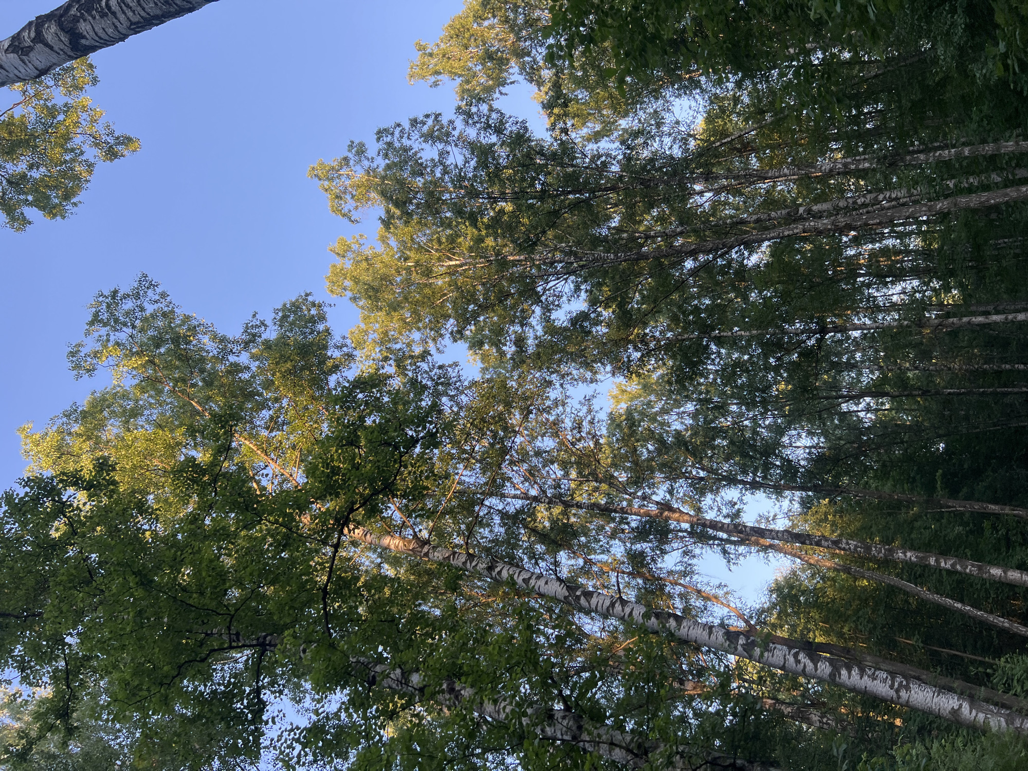 The image presents an upward view from within a forest, predominantly featuring numerous birch trees characterized by their white and dark patterned bark. Sunlight, appearing to originate from a low angle, illuminates the upper portions of the tree canopy, casting some leaves in bright yellow-green hues and creating dappled shadows throughout the foliage. A clear, vibrant blue sky is visible through irregular openings in the dense green canopy. No individuals, animals, man-made objects, actions, or interactions are discernible within the frame. The scene is located in Saint Petersburg, Russia.