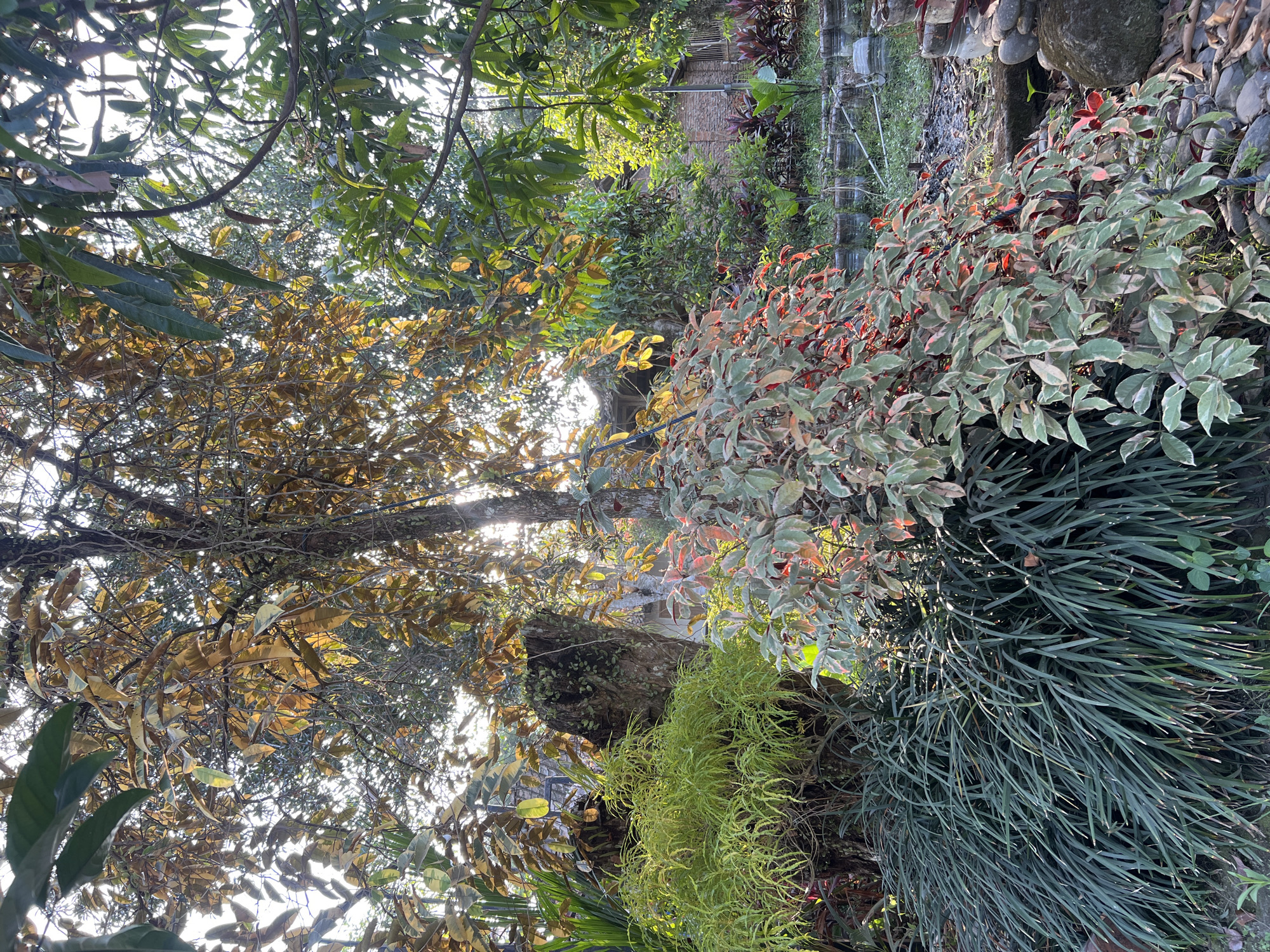 This image depicts a garden scene in Tlogoadi, Indonesia, likely captured during late afternoon due to the low angle of the sun, which is casting light through the trees and foliage. The foreground is dominated by lush greenery, including a dense clump of dark green, grass-like plants on the left, and a variegated shrub with red and green leaves on the right. Behind these, a weathered tree stump covered in moss and vines stands prominently. Further back, the garden opens up to reveal a variety of trees and plants, some with leaves turning autumnal shades of yellow and brown, interspersed with vibrant green foliage. In the background, a simple, rustic building with a tiled roof is visible, constructed from brick and wood, suggesting a residential or functional structure within the property. The ground is covered in a mix of soil, fallen leaves, and scattered stones, with some visible gardening elements like rocks and potentially recycled materials used for planting or edging. There are no people present in the image.