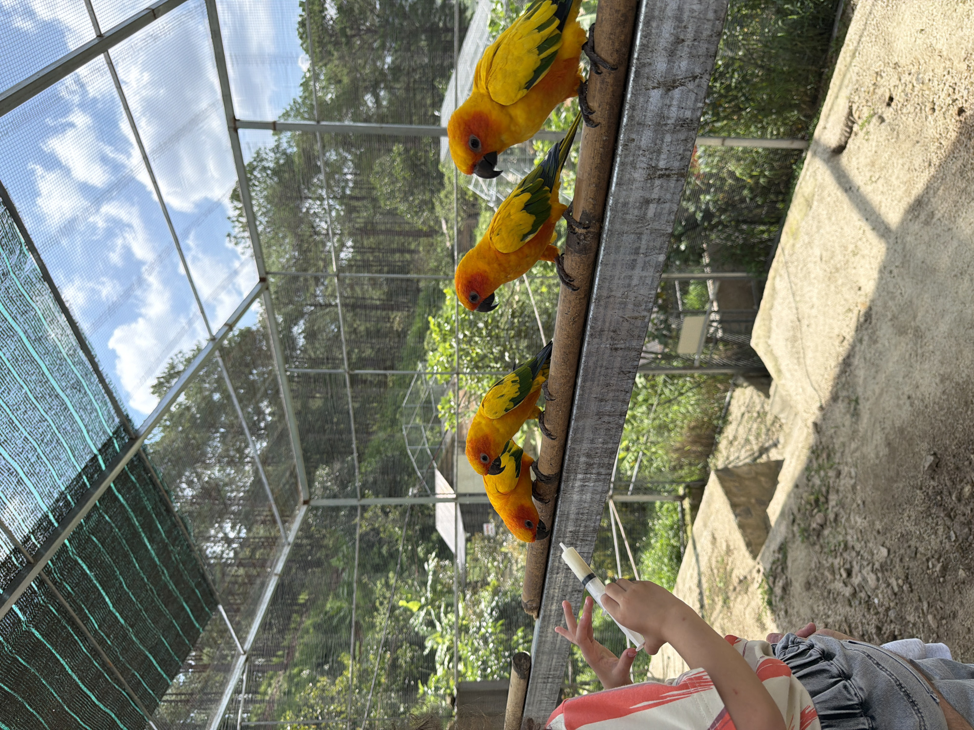 In Định An, Vietnam, a child is feeding a group of four sun conure parrots in an outdoor aviary. The aviary has a partially covered roof made of green mesh and clear plastic sheeting, allowing sunlight to filter through. The parrots are perched on a wooden beam, with their vibrant yellow and orange plumage contrasting with their dark beaks and eyes. The child holds a syringe filled with a light-colored substance, offering it to the birds. The background reveals lush green vegetation and trees, suggesting a natural or semi-natural environment. The ground within the aviary appears to be a mixture of dirt and concrete structures.