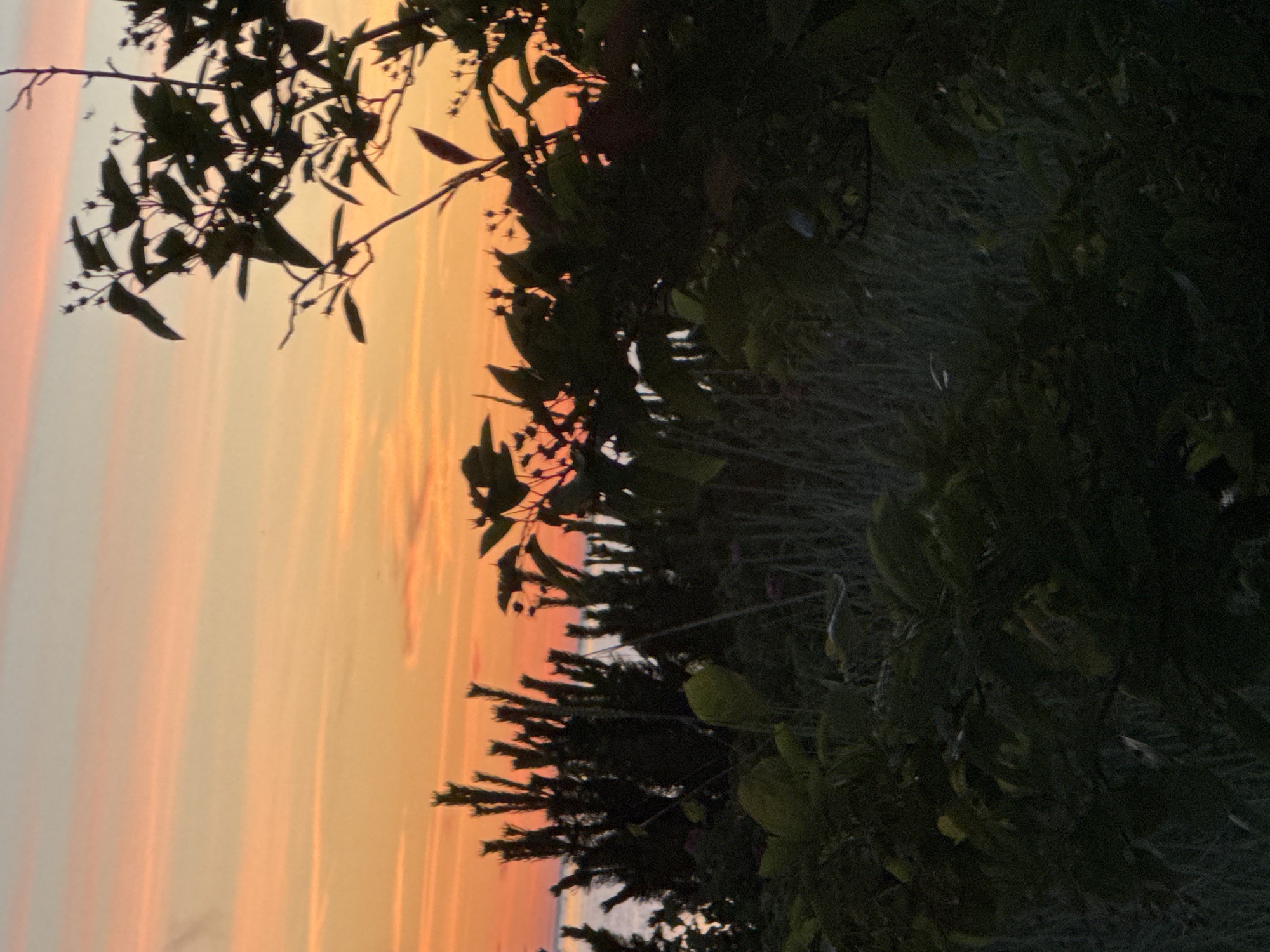 This is a silhouette photograph taken at dusk, looking out towards the sea. The sky is a gradient of orange and pink, with streaks of lighter colors. In the foreground, dark silhouettes of trees and bushes obscure the view of the water and horizon. The vegetation appears dense and leafy, with some branches reaching upwards towards the sky. The sea is visible as a pale strip of light between the vegetation and the sky, and appears calm. The overall impression is one of a natural landscape at the end of the day. The image does not provide any specific clues to its location within Tallinn, Estonia, nor does it depict any people, animals, or man-made objects.