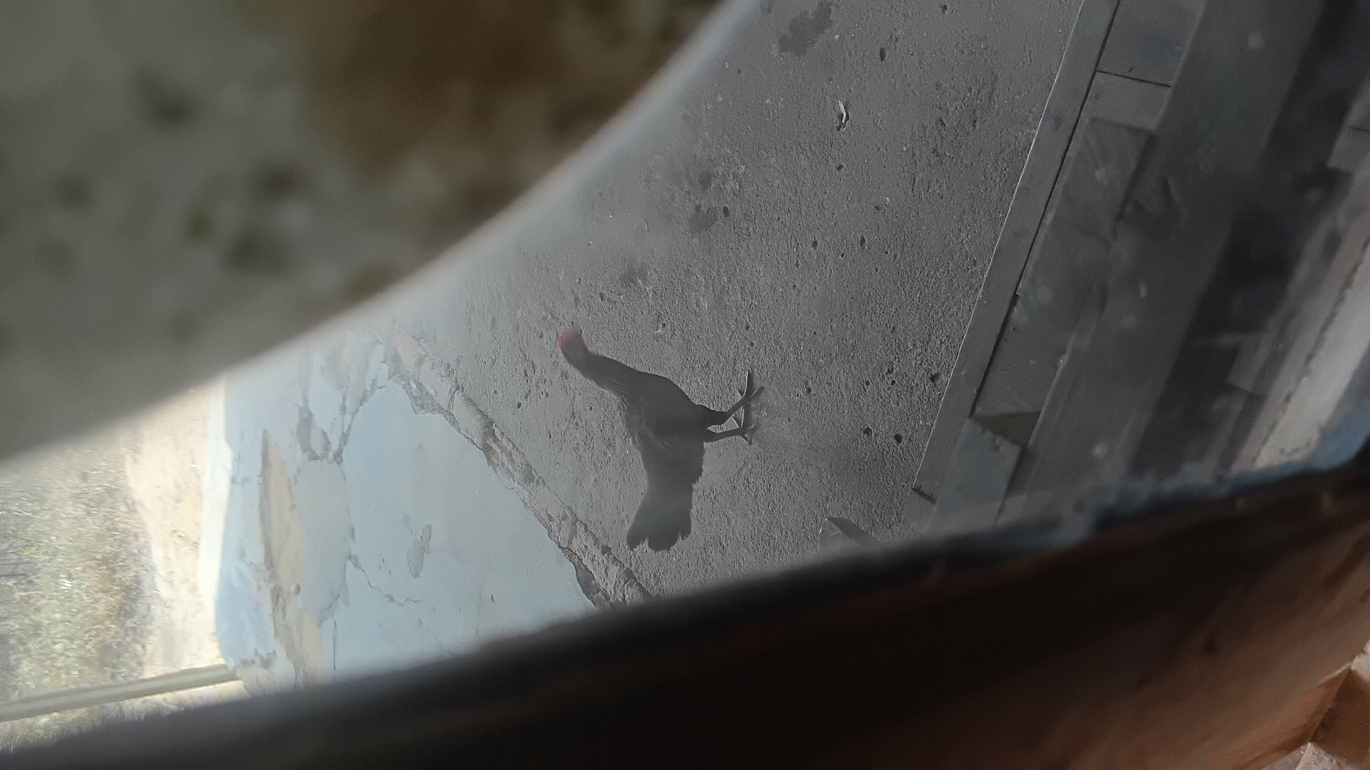 A black hen stands on a cracked asphalt surface. The hen is facing right, with its head turned slightly to the left. Its comb is red. Behind the hen, the asphalt shows signs of wear and tear, with visible cracks and patches of lighter concrete. In the background, dry vegetation and dirt are visible. In the foreground, a dark wooden structure, possibly stairs or a platform, is present, partially obscuring the view. The scene appears to be outdoors in a somewhat neglected urban or rural setting. The lighting suggests it is daytime, but the overall image is slightly hazy, possibly due to atmospheric conditions or the quality of the photograph. The location is Prabumulih, Indonesia.