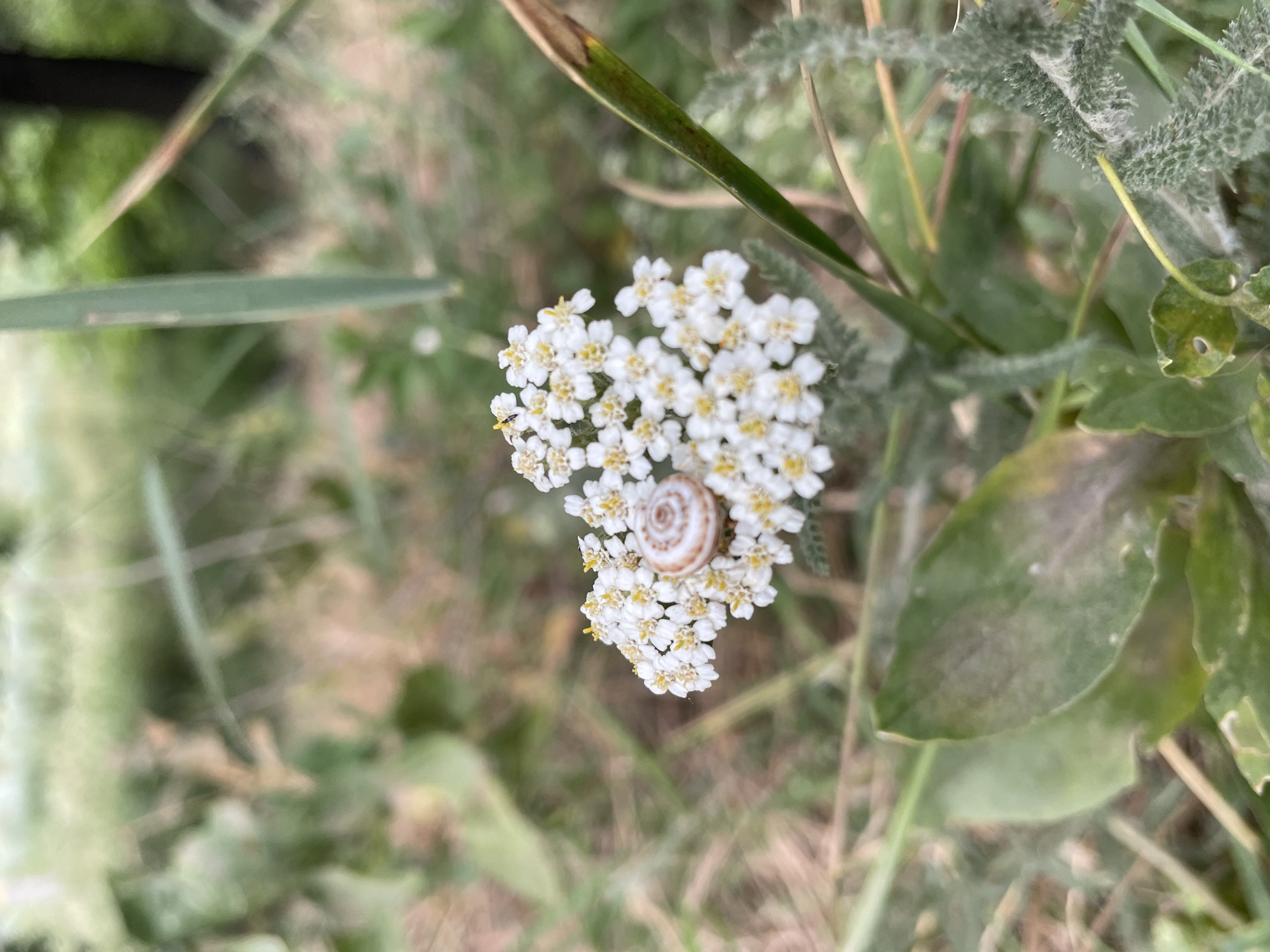 The image shows a close-up of a small snail on a cluster of white yarrow flowers. The snail's shell is a light brown with concentric circles. The yarrow flowers are small and delicate, with white petals and yellow centers. They are arranged in a flat-topped cluster. The background is blurred and consists of green foliage and grasses, suggesting an outdoor setting. A few blades of grass and some fuzzy, grey-green leaves are also visible. The overall impression is one of nature and small details. There is no visible text in the image. The lighting appears to be natural daylight, and the focus is on the snail and the flowers. The image was taken in Cahul, Moldova.