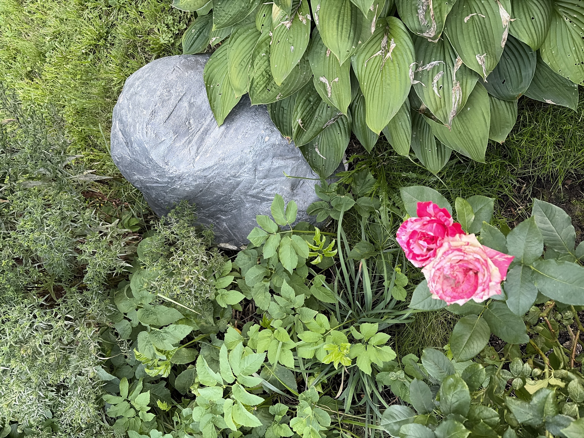 This is a medium-angle, high-resolution, eye-level shot of a garden with lush green foliage and two pink and white roses in the foreground. To the right of the roses, a large, irregularly shaped grey rock is partially covered by a tarp. The rock is nestled amongst large, green hosta leaves, some of which show signs of damage or decay. Behind the rock, to the left, are various types of green plants, including some with smaller, more delicate leaves and some with spiky, needle-like foliage. The background is filled with grass and more vegetation. The overall impression is a natural garden setting, possibly a backyard or park. The image does not contain any individuals or identifiable landmarks to determine its specific location within the city of Khimki, Russia.