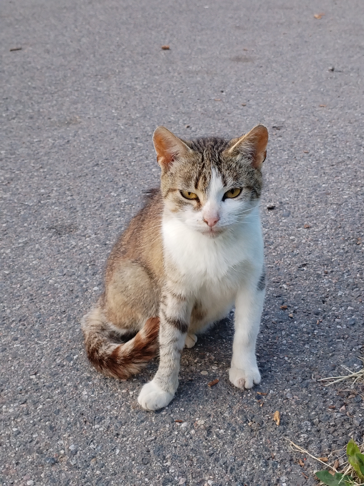 A domestic short-haired cat with tabby and white markings is sitting on an asphalt surface. The cat is facing forward and looking directly at the camera. Its fur is a mix of brown, grey, and white, with darker stripes on its tail and legs. The cat has yellow eyes and a pink nose. The asphalt is grey and appears to be a sidewalk or road, with some small pebbles and debris scattered on it. The background is out of focus and shows more of the asphalt surface. There is no indication of the cat's location within Minsk, Belarus, as the image only captures the cat and its immediate surroundings.