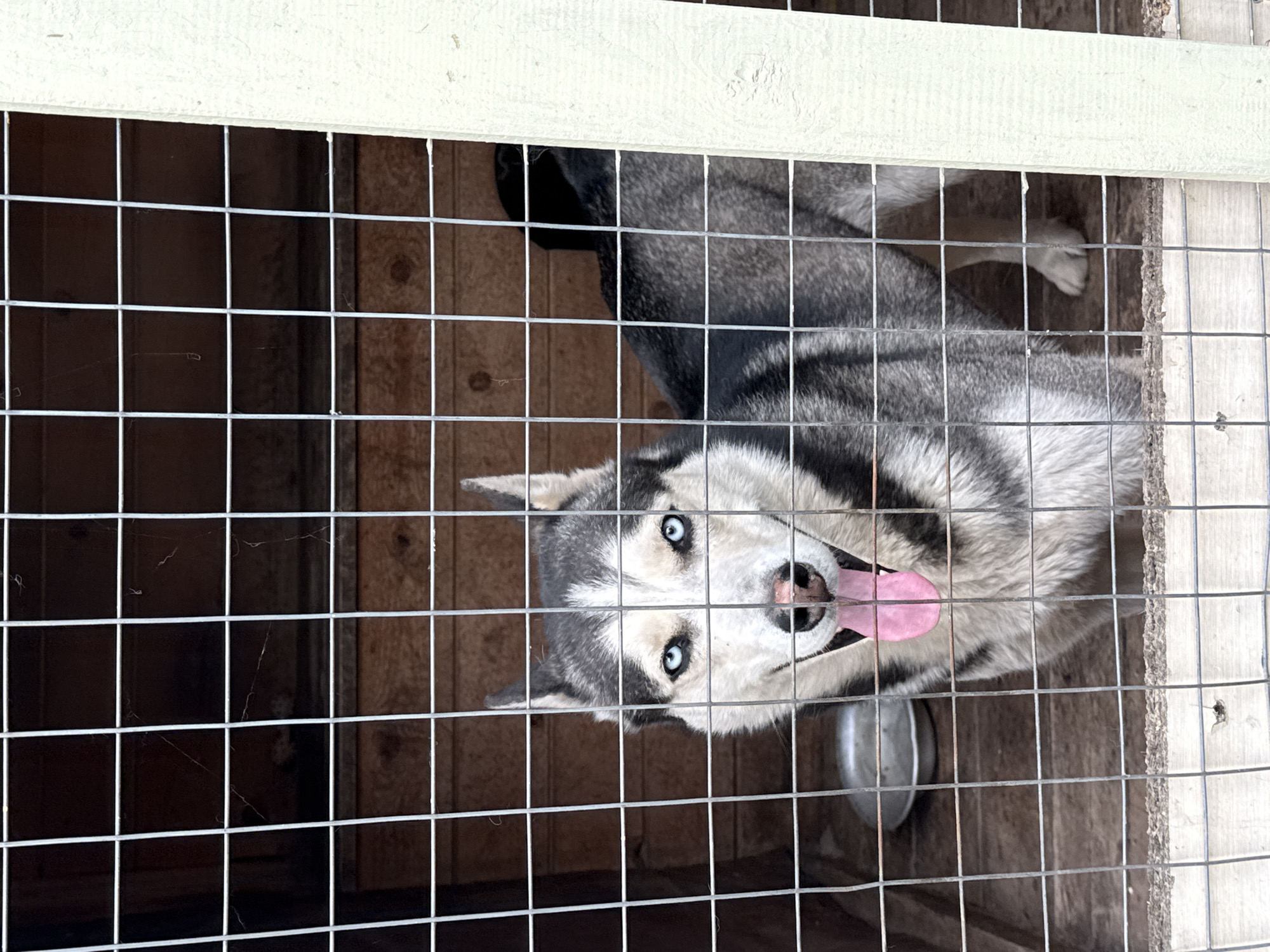A gray and white husky dog with bright blue eyes and a pink tongue is in a wire cage. The cage is located within a structure that appears to be made of wood, with a light-colored wooden top. There is a metal bowl visible inside the cage. A wisp of a spider web is in the left lower side. The location is Agryz, Russia.