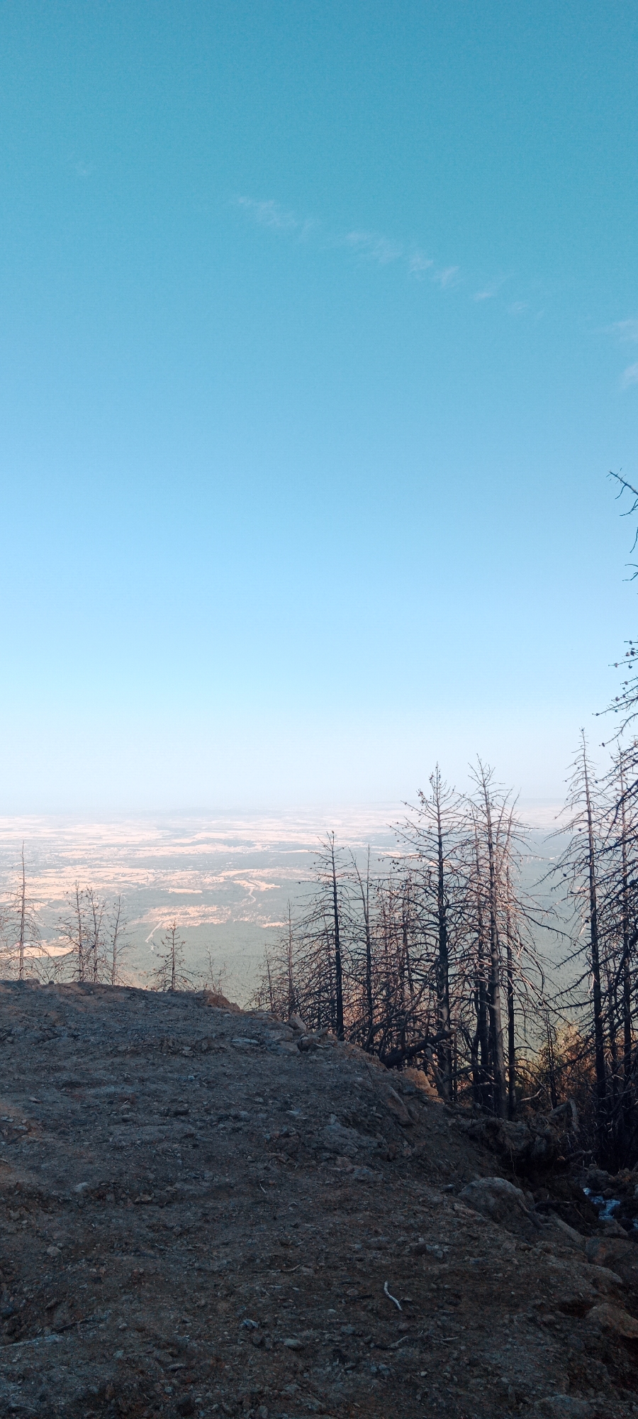 An overview shot from a high vantage point shows a landscape scene in Cerezo de Arriba, Spain. The foreground is dominated by rough, rocky terrain, with a few sparse, dry branches and rocks scattered across it. To the right, a cluster of tall, skeletal trees, their branches bare and dark, stand silhouetted against the hazy distance. Beyond this immediate foreground, the land slopes away to reveal a vast expanse of rolling hills and plains. The distant landscape is a mosaic of muted greens and light browns, dotted with what appear to be scattered trees or vegetation, suggesting a rural or semi-rural setting. A faint road or path can be seen winding through the landscape in the middle distance. The sky above is a clear, pale blue, with a few wispy white clouds. The overall impression is one of a natural, somewhat stark landscape, possibly a mountainous or elevated region.