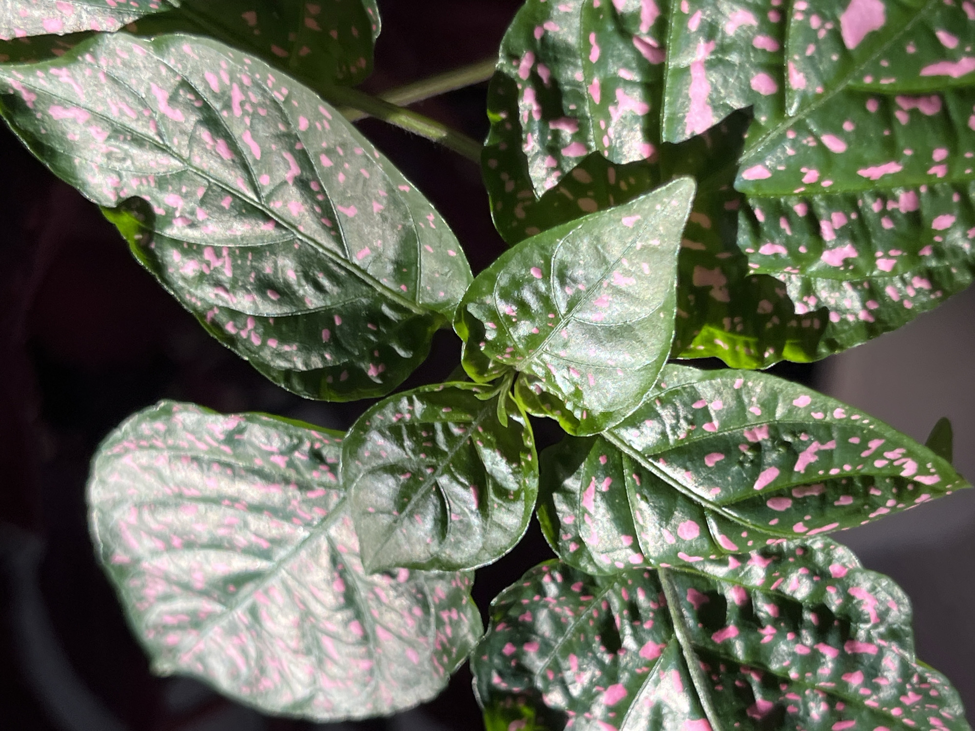 The image shows a close-up view of the leaves of a plant with dark green leaves speckled with vibrant pink markings. The leaves are ovate with slightly serrated edges and visible veins. The plant appears healthy and is lit by natural light, creating shadows that highlight the texture of the leaves. The background is dark and out of focus, suggesting the plant is indoors or in a shaded area. There is no indication of the location being Starobaltachevo, Russia, or any urban environment. The image focuses solely on the botanical details of the plant.