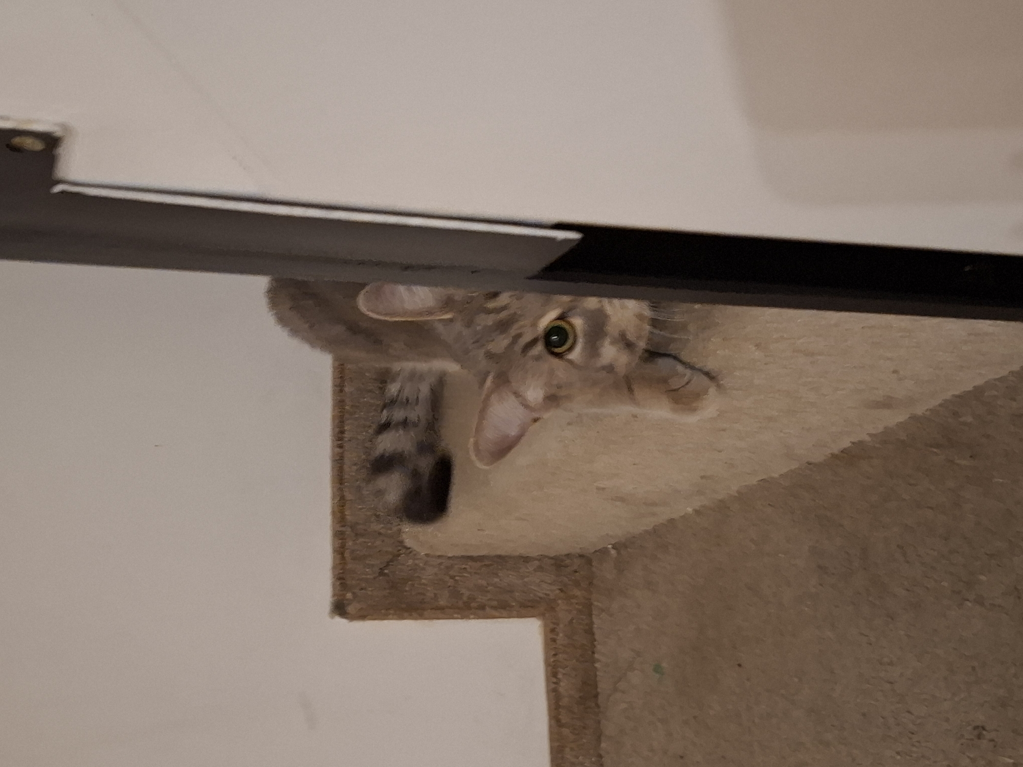A tabby cat is peeking around a doorway. The cat is on a carpeted staircase. The cat's fur is a mix of brown, black, and grey stripes. Its eyes are green and wide open, and its ears are perked up. The cat's body is partially visible, with its head and front paws in focus. The background is a plain white wall. The image is taken from a low angle, looking up at the cat. The lighting is dim, casting shadows on the stairs. The scene appears to be indoors, likely in a residential setting.