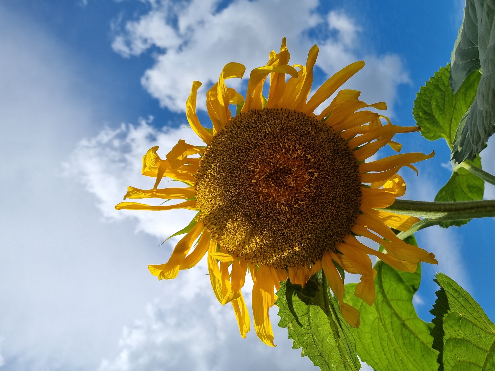 A close-up, low-angle shot captures a sunflower head against a bright blue sky with scattered white clouds. The sunflower, facing upwards, dominates the frame with its large, brown center and vibrant yellow petals. Some petals are curled and drooping, suggesting a late bloom or wind. Large, textured green leaves frame the bottom left and right of the sunflower. The image is taken in Shymkent, Kazakhstan.