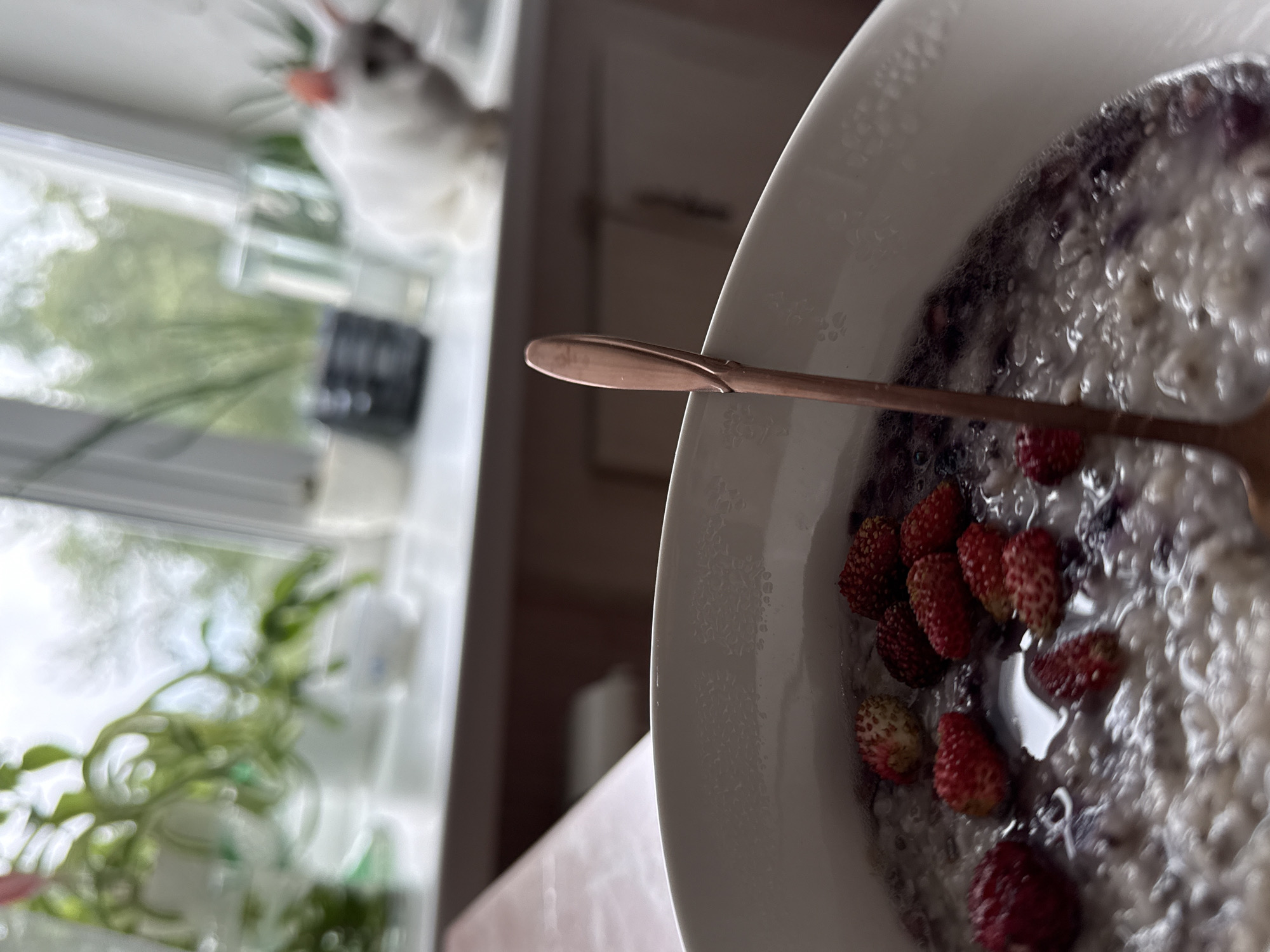 The image depicts a close-up view of a white bowl filled with oatmeal and topped with wild strawberries and blueberries. A copper-colored spoon is placed in the bowl, leaning against the rim. In the blurred background, a white cat with grey markings sits on a windowsill. The windowsill is adorned with several potted plants and some glassware. The scene appears to be indoors, possibly in a kitchen or dining area, with natural light coming from a window. The location is described as Unknown, Unknown.