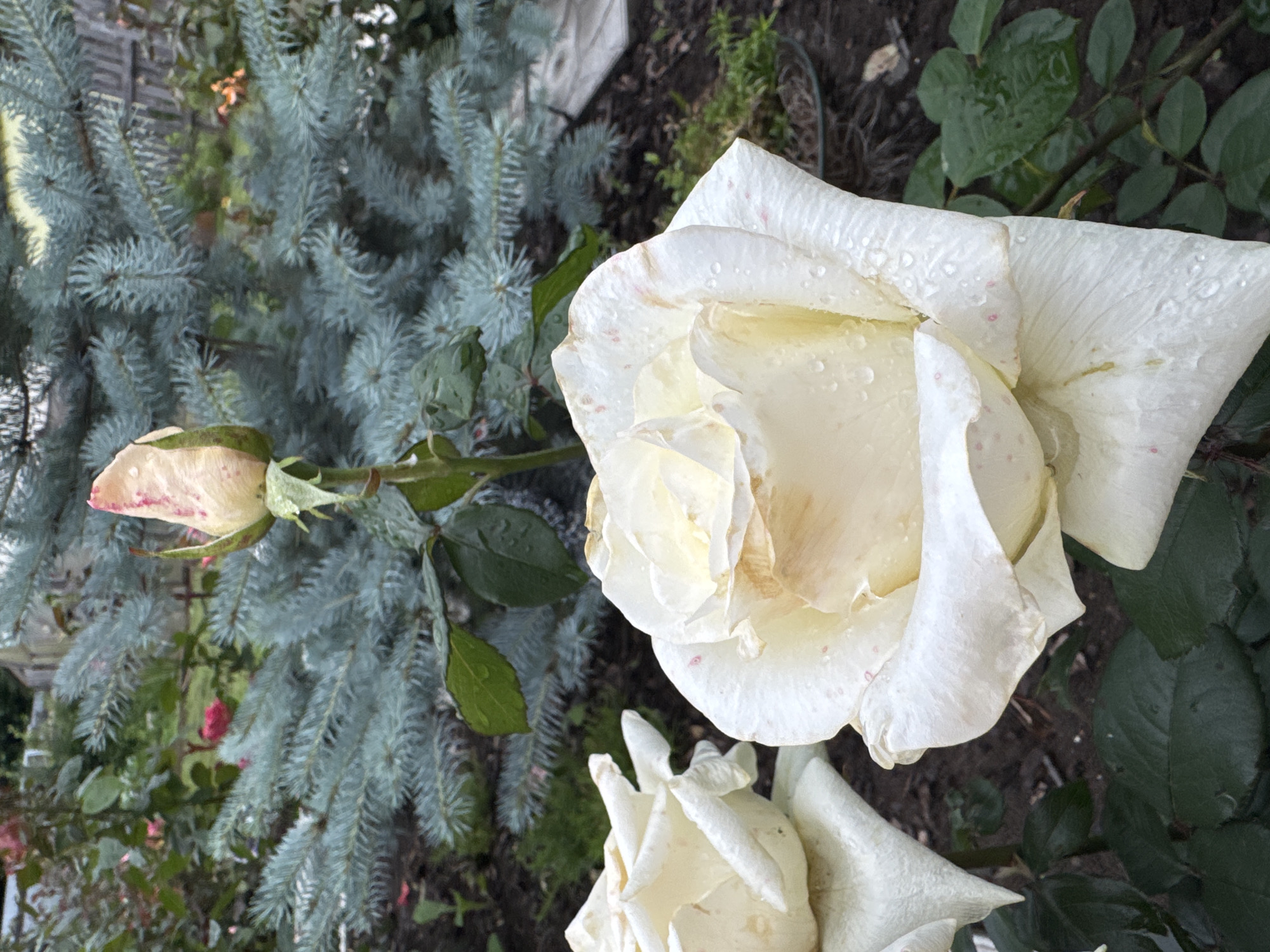 A close-up, eye-level shot shows two white roses in the foreground. The rose on the right is fully bloomed, with delicate white petals showing hints of pink speckles and water droplets. To its left, another white rose is partially visible, also with water droplets on its petals. In the background, a light pink rosebud, also speckled with pink and holding water droplets, is in focus. Behind the roses, a blue spruce tree with its characteristic silvery-blue needles occupies the middle ground. The ground appears to be dark soil with some scattered mulch. The overall scene is outdoors, suggesting a garden setting. The image does not depict any people or specific landmarks that would allow for identification of a particular location within Chaikovsky, Russia.