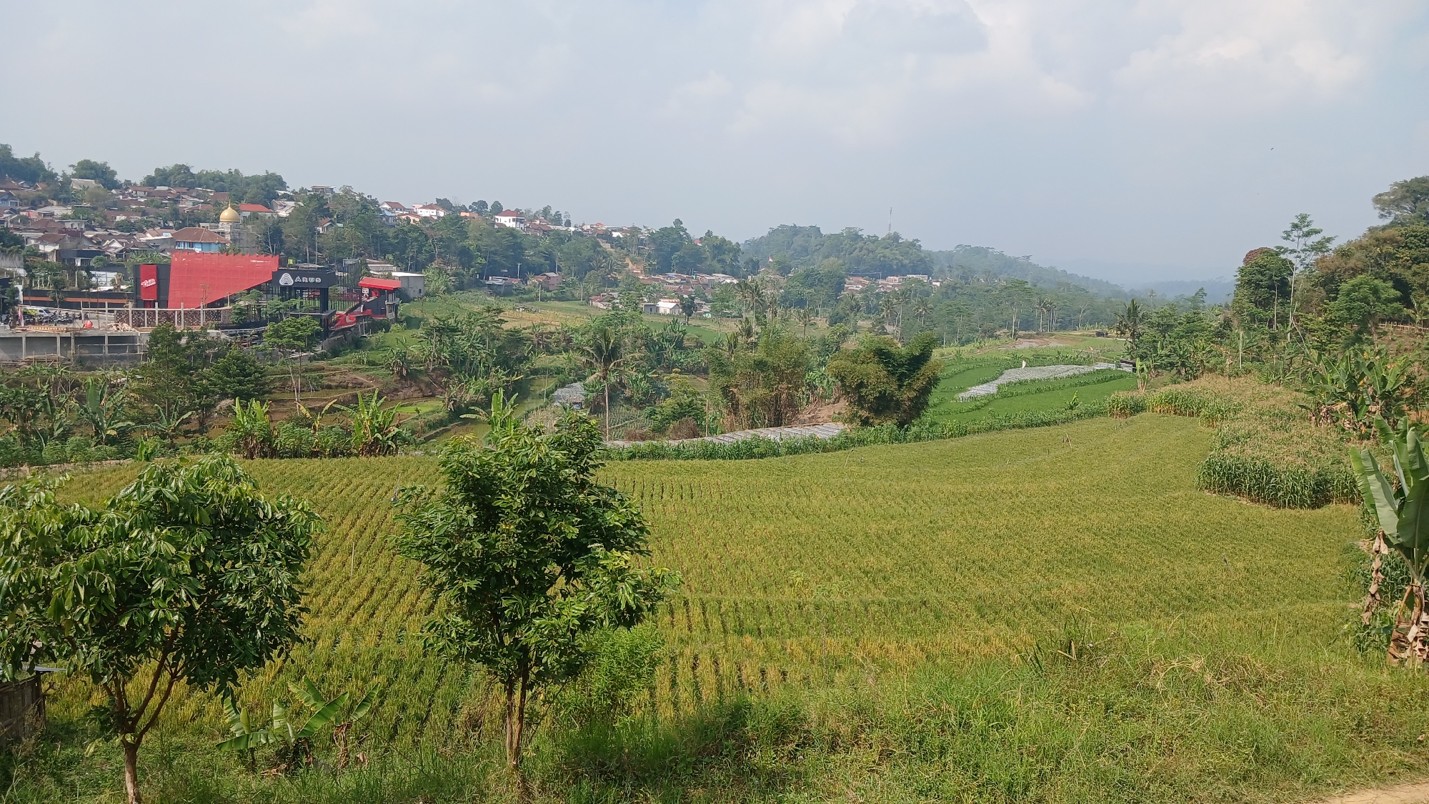 The image shows a panoramic view of a rural landscape near Ngasinan, Indonesia. In the foreground, lush green grass and two trees with dense foliage are visible. Behind them, a vast expanse of rice paddies stretches out, with rows of golden-yellow rice plants indicating maturity. Further back, a field of green corn stalks stands tall.
In the midground, a cluster of buildings is nestled amongst the greenery. One prominent building features a striking red facade and a modern architectural design, with signage that appears to be for a restaurant or cafe. Adjacent to this, construction is underway, with scaffolding and building materials visible, suggesting ongoing development. A golden-domed building, possibly a mosque, is also visible in the distance.
The background is dominated by rolling hills covered in dense vegetation and scattered houses, forming a village that climbs the hillsides. The sky is partially cloudy, with a hazy atmosphere that softens the distant landscape. The scene evokes a sense of rural tranquility and agricultural activity, with a touch of modern development encroaching on the natural environment. There are no people clearly visible in the frame, and the focus is on the landscape and the structures within it.