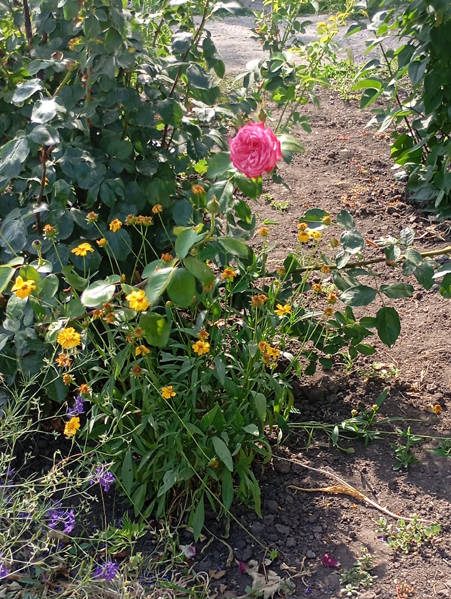 The image captures a close-up view of a garden in Sozonivka, Ukraine. In the foreground, a vibrant pink rose is in bloom, its petals unfurling. Surrounding the rose are smaller yellow flowers and delicate purple blooms. The plants are set against a backdrop of dark, rich soil, with fallen leaves and debris scattered on the ground. Lush green foliage from the rose bush and other plants dominates the scene, casting shadows in the bright sunlight. The overall impression is one of a sun-drenched, natural setting within the Ukrainian countryside.