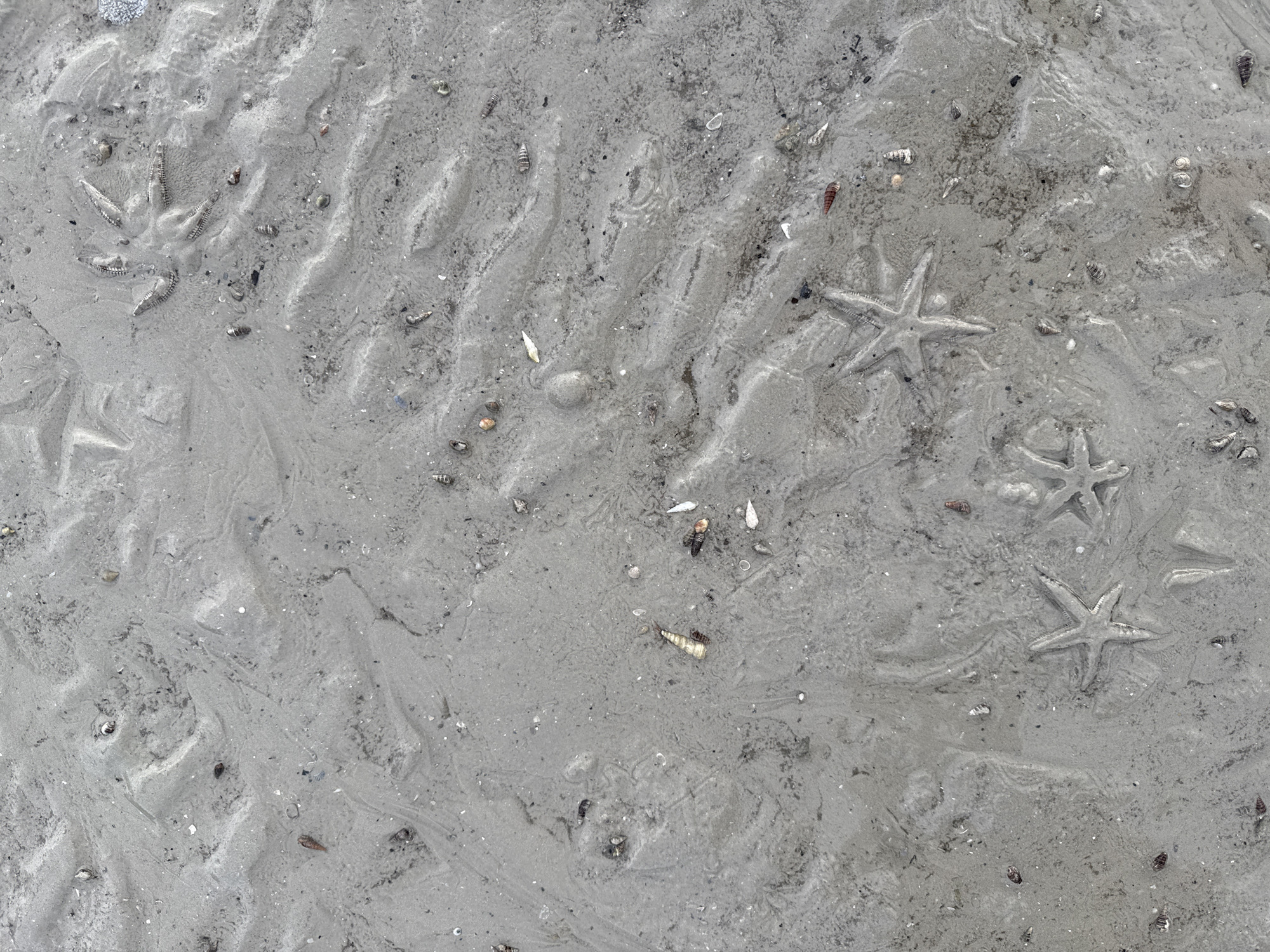 The image is an aerial view of a sandy beach with visible imprints of starfish and seashells. The sand appears wet and rippled, suggesting a recent tide or shallow water. There are no people or animals visible in the frame. The overall scene is one of a natural coastal environment, likely located at a beach in Ban Klong Haeng, Thailand.